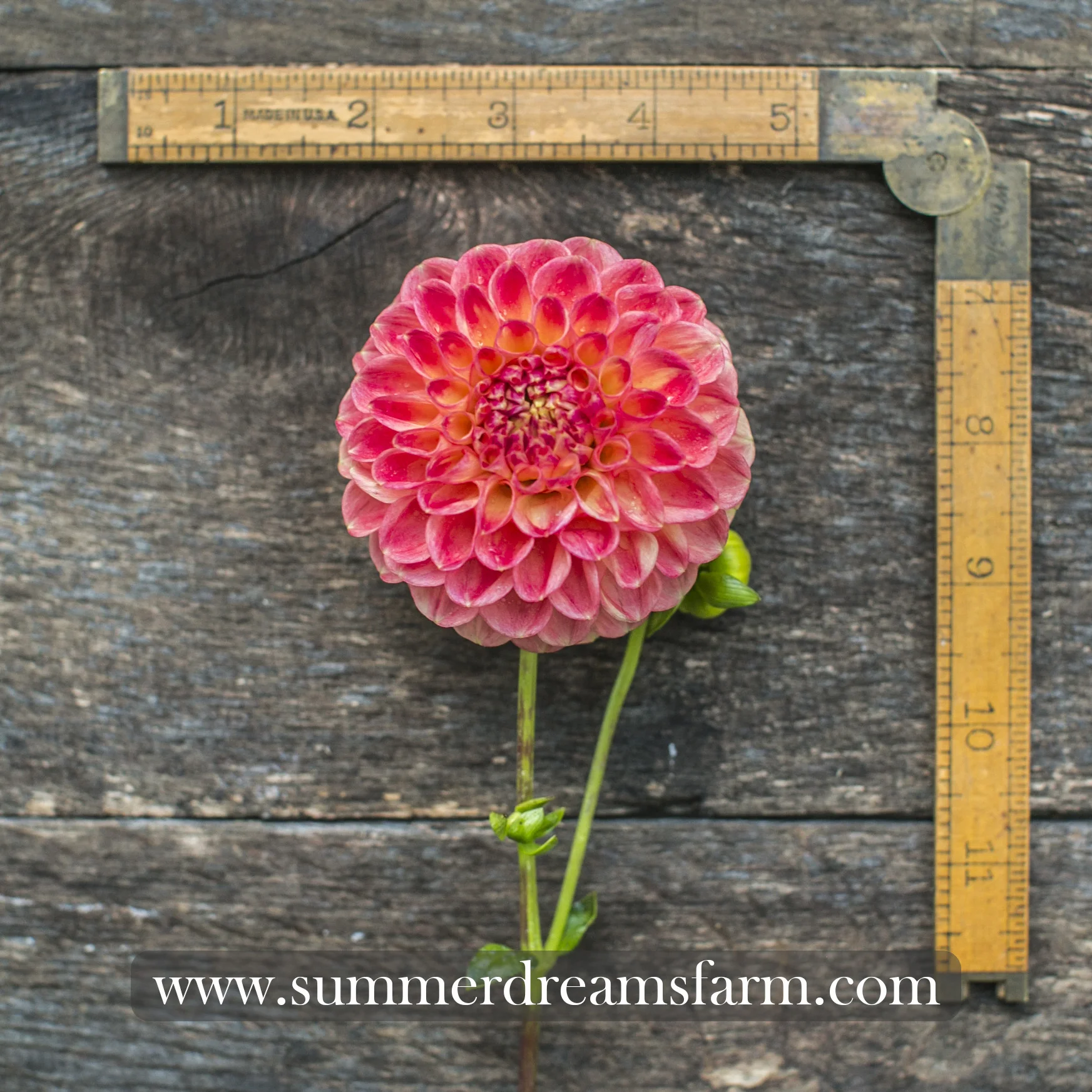 Dahlia - Snoho Doris 3.jpg