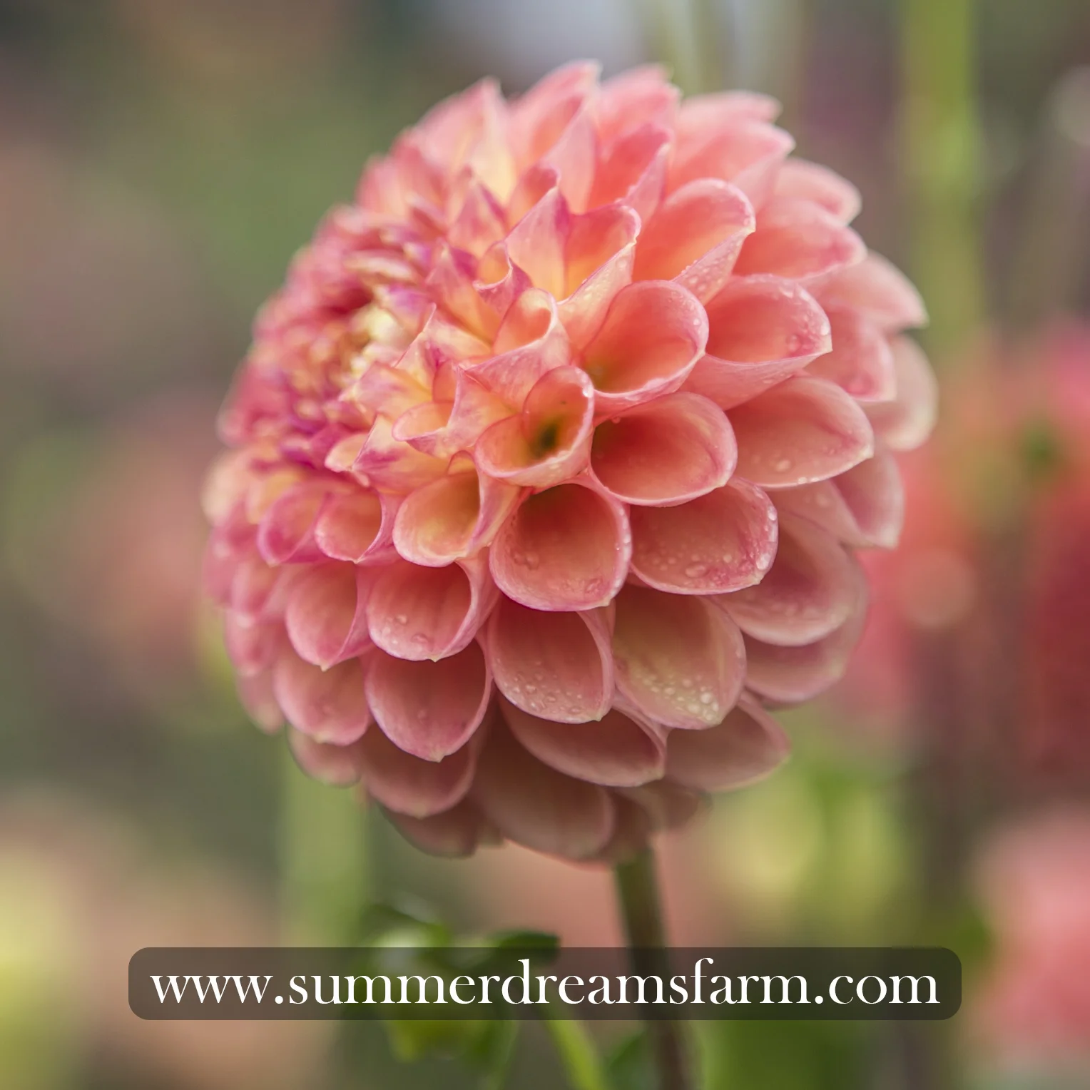 Dahlia - Snoho Doris.jpg