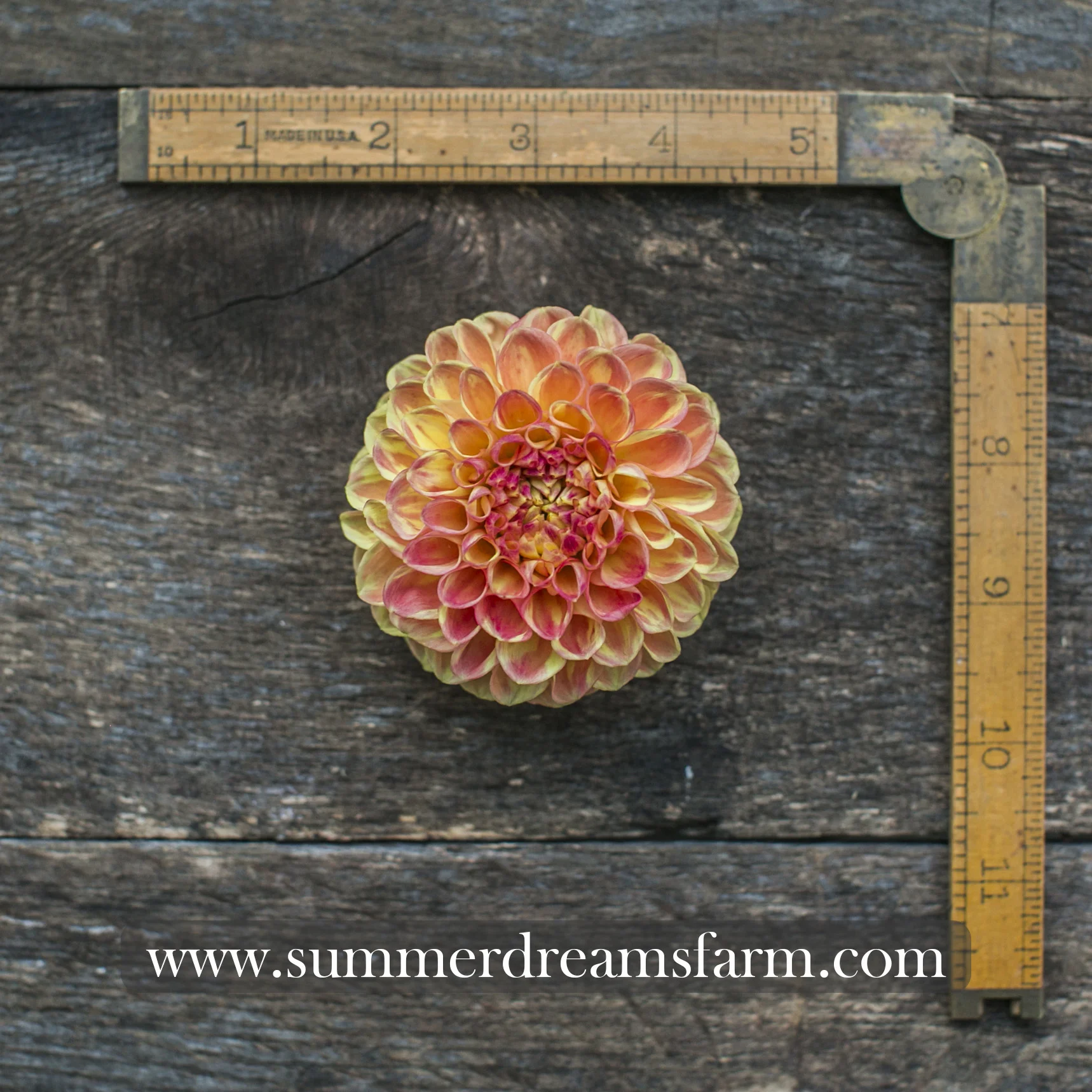 Dahlia - Snoho Doris 5.jpg