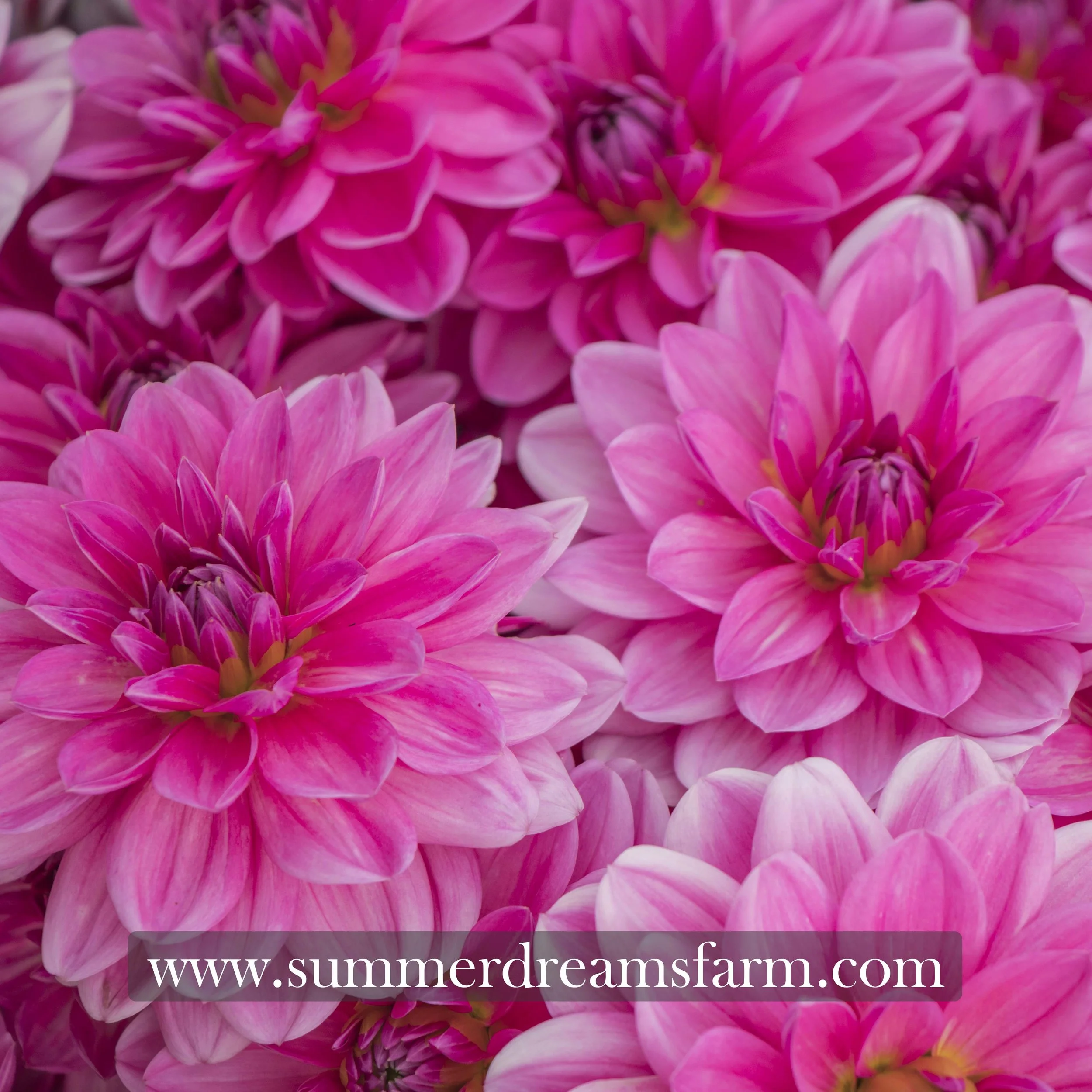 Dahlia - Stella J 4.jpg