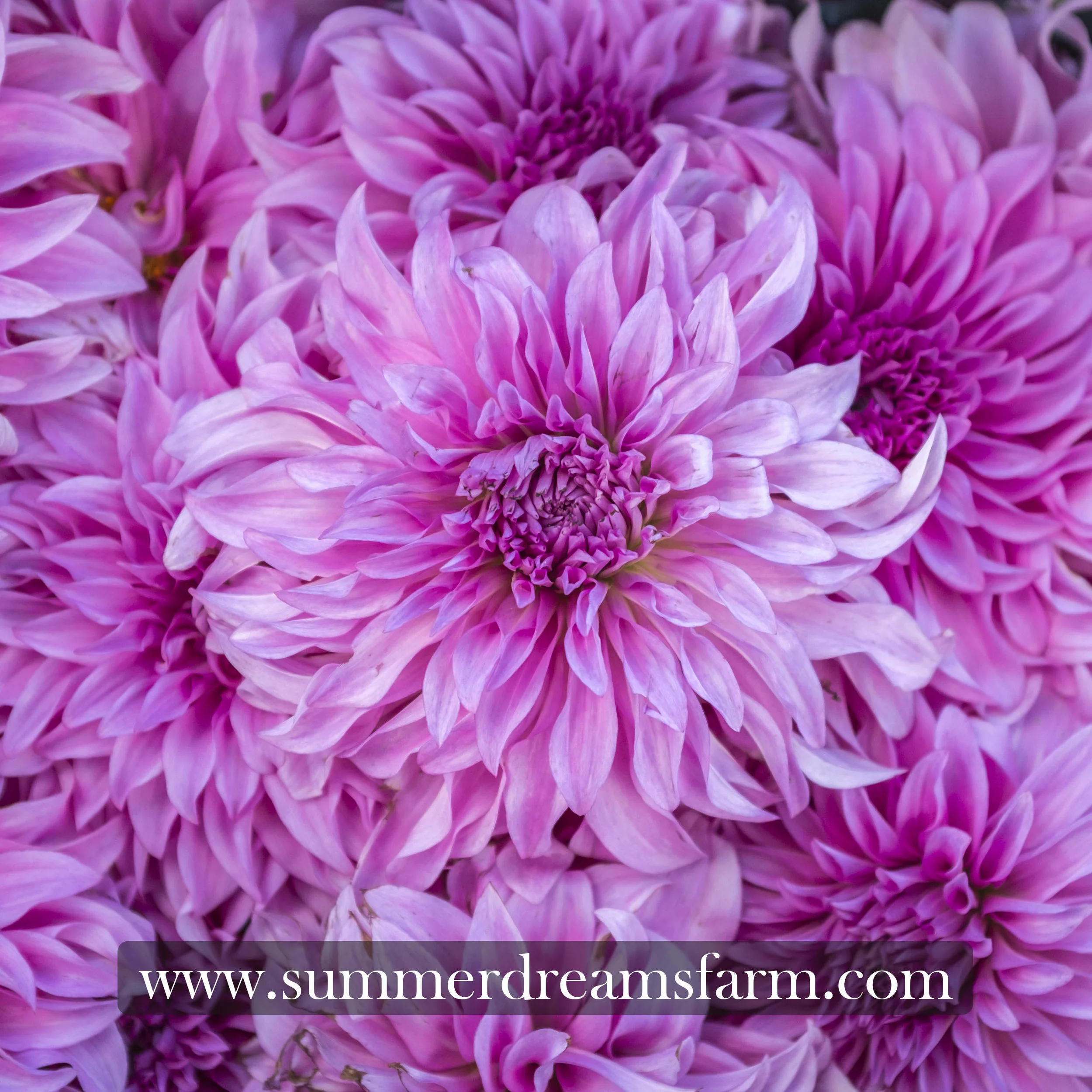 Dahlia - Vassio Meggos 2.jpg