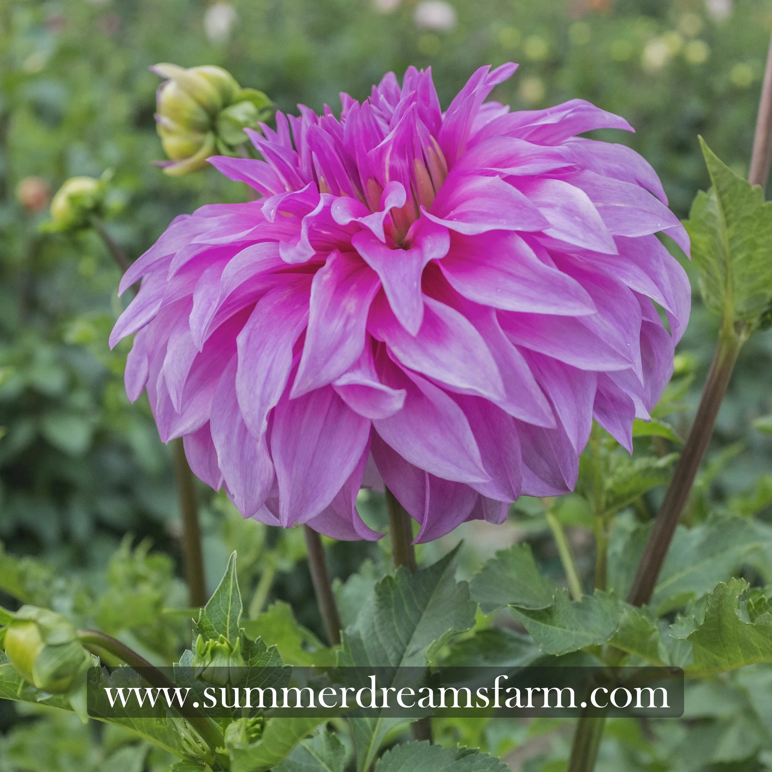 Dahlia - Vassio Meggos 3.jpg