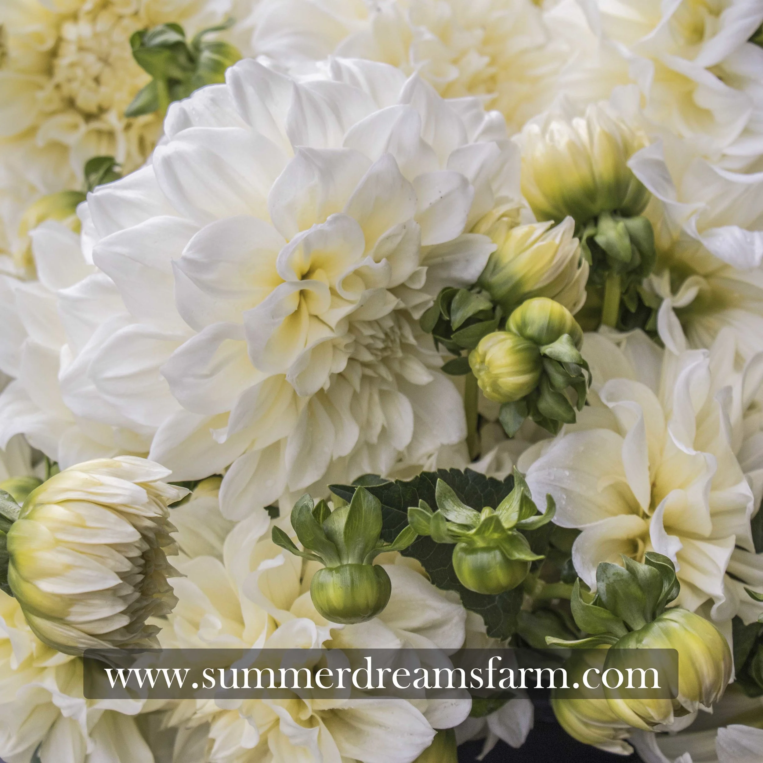 Dahlia - White Alva's 3.jpg