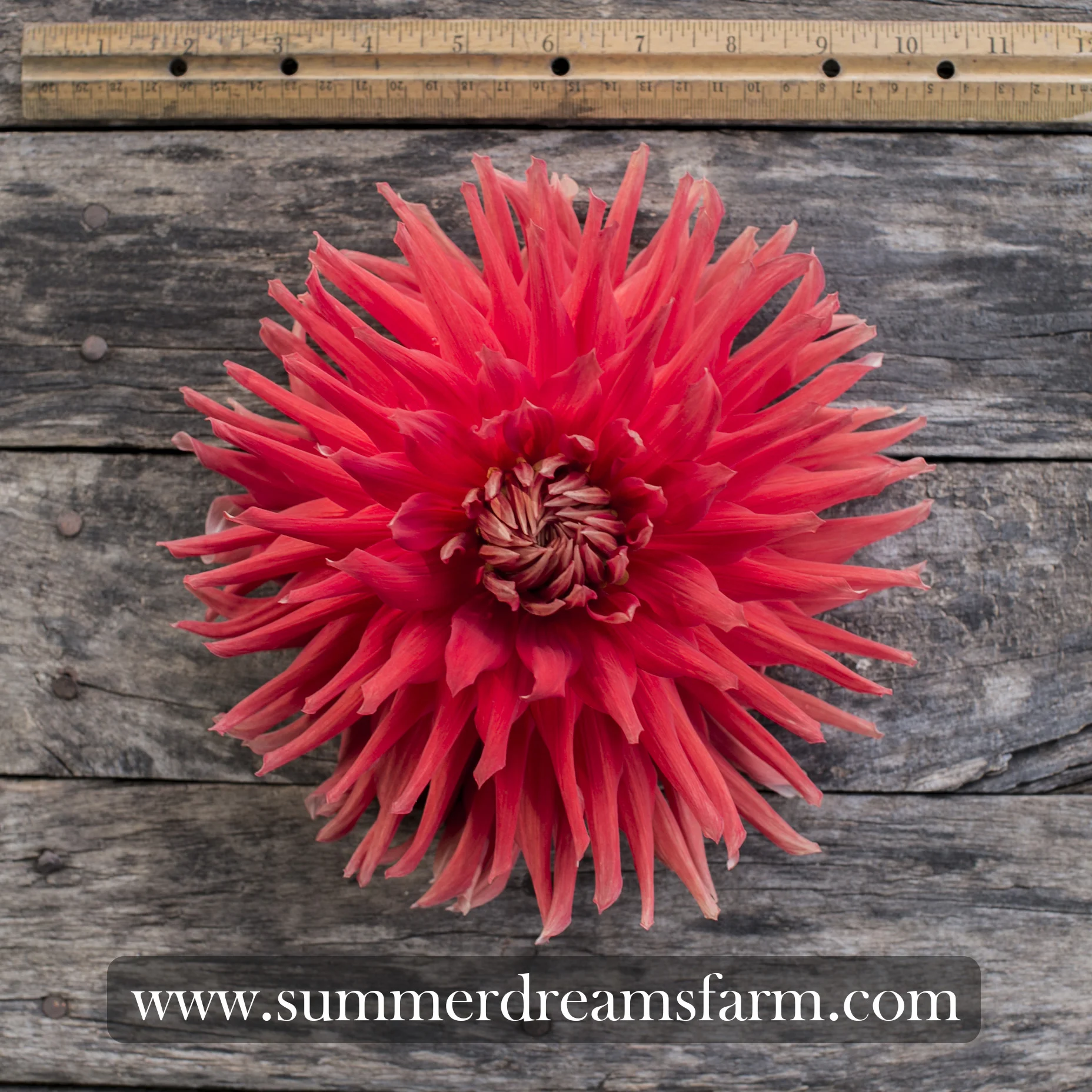 Dahlia - Wyn's Cinnabar.jpg