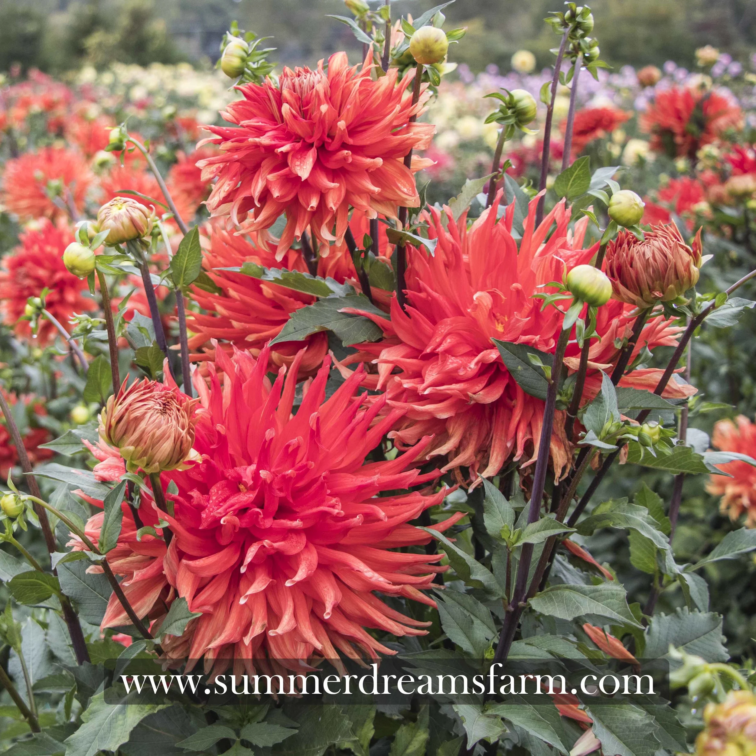 Dahlia - Wyn's Delta Frank 2.jpg