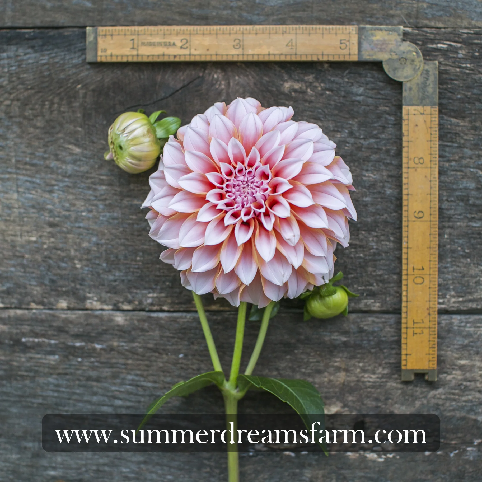 Dahlia - Peaches n' Cream.jpg