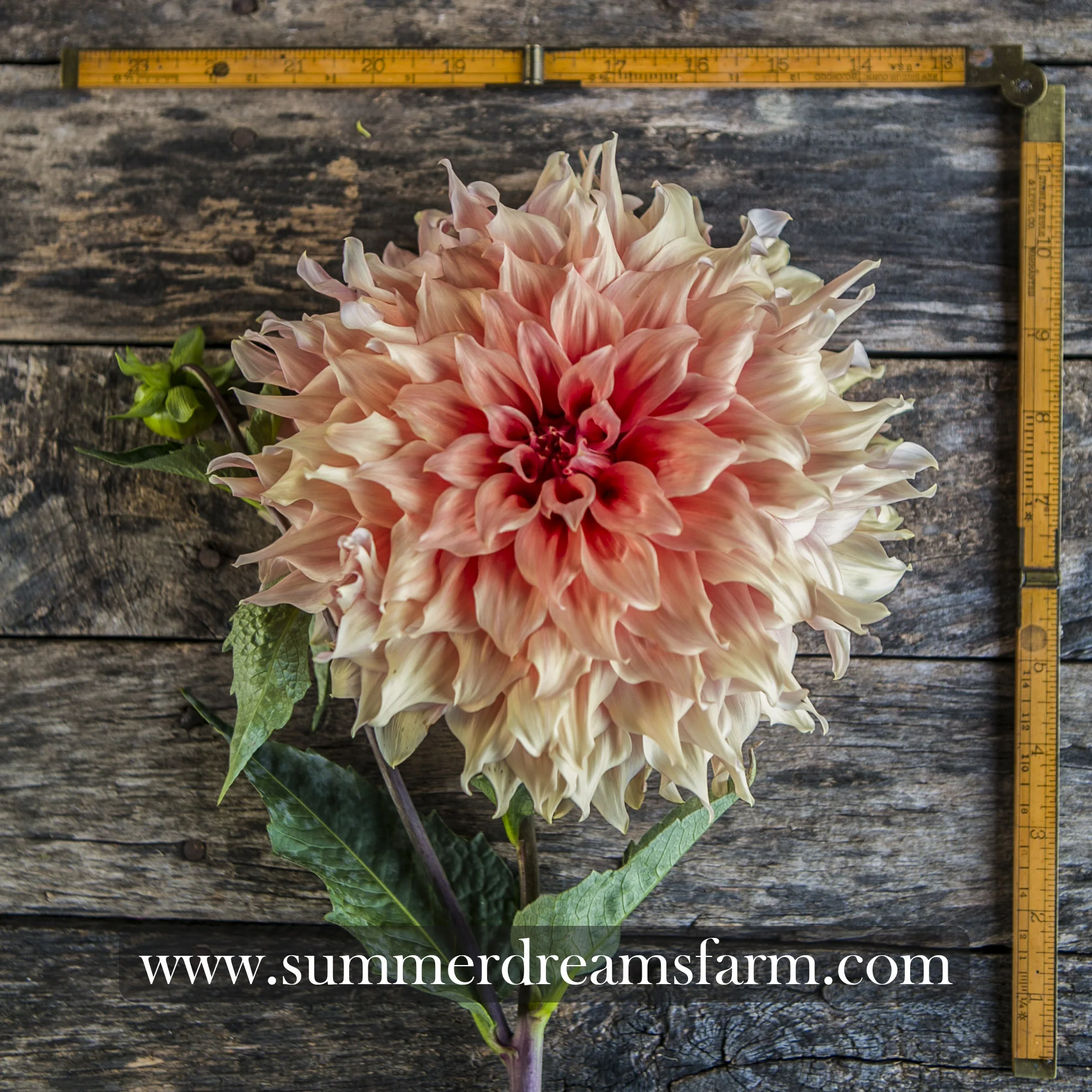 Dahlia - Sierra Glow.jpg
