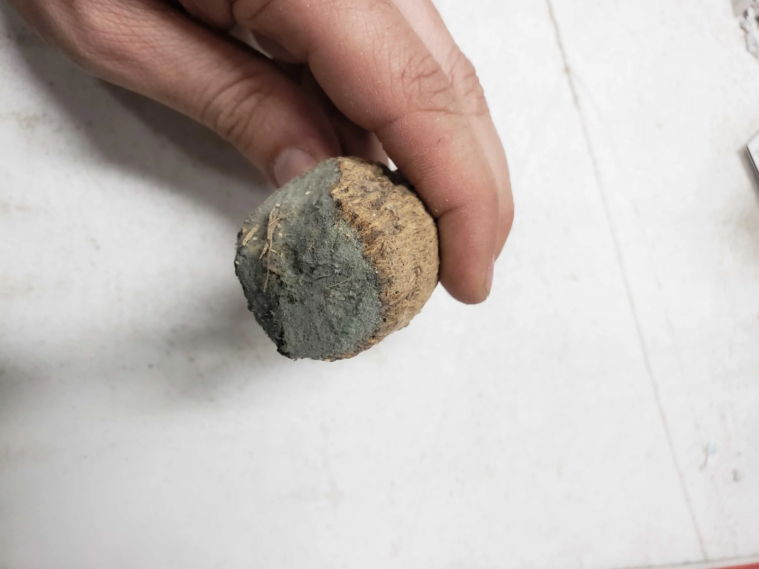 This is an example of a mold growing on a dahlia tuber. This fungus (Penicillium a.k.a. bread mold) is normally superficial and can be treated by moving the tuber to a drier area and brushing off the mold. Unless it penetrates the tuber, it will not affect the plants growth.