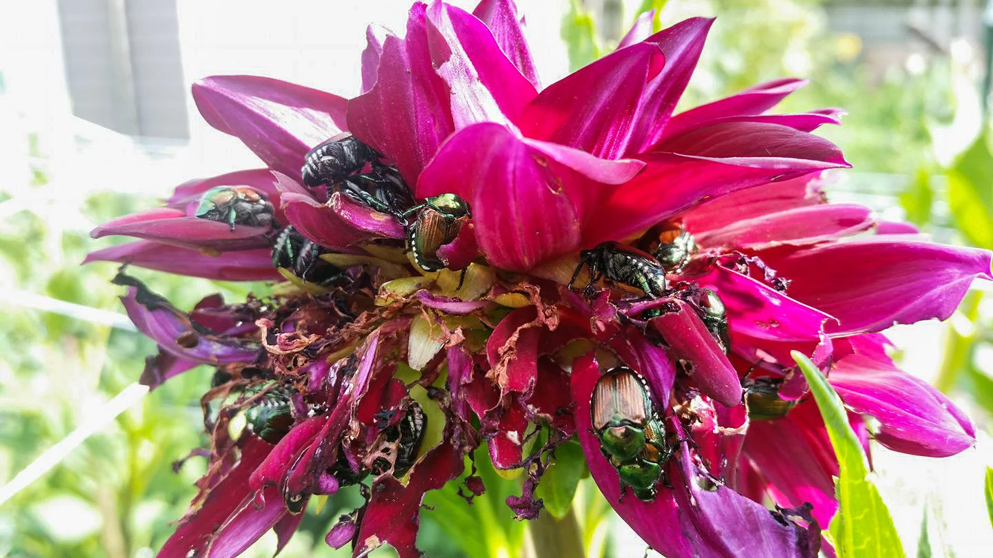 An example of Japanese Beetles feeding on a dahlia flower