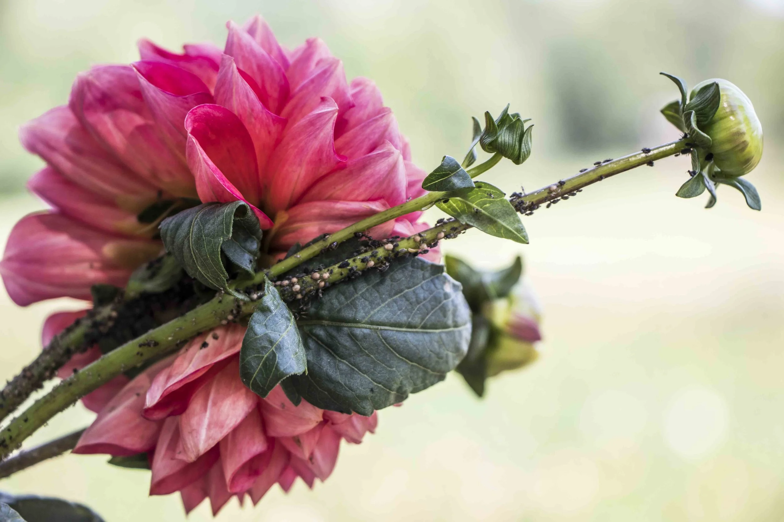 Aphids feeding on a dahlia
