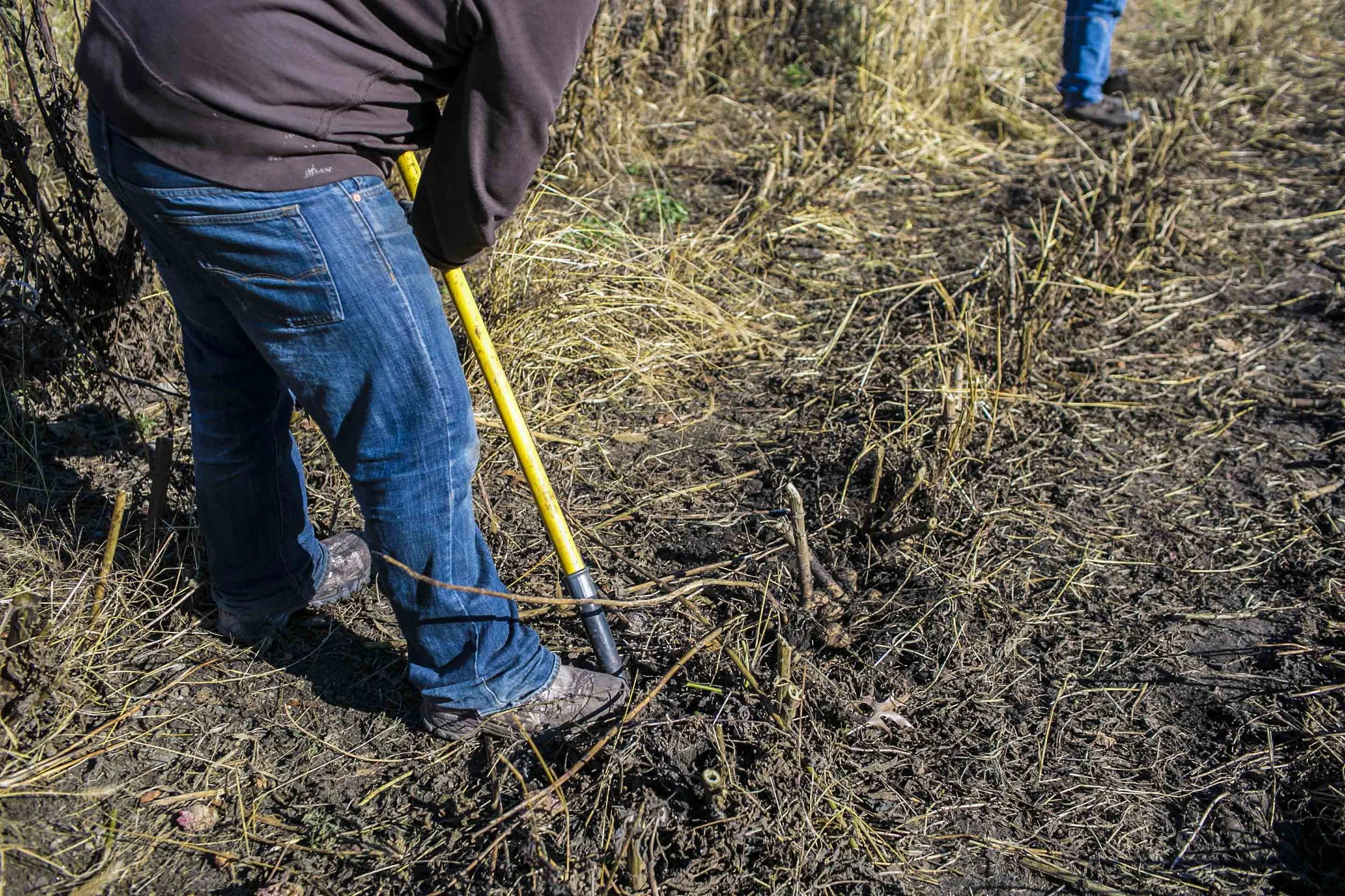 Digging dahlia tubers after the stems were cut around 6" above the ground
