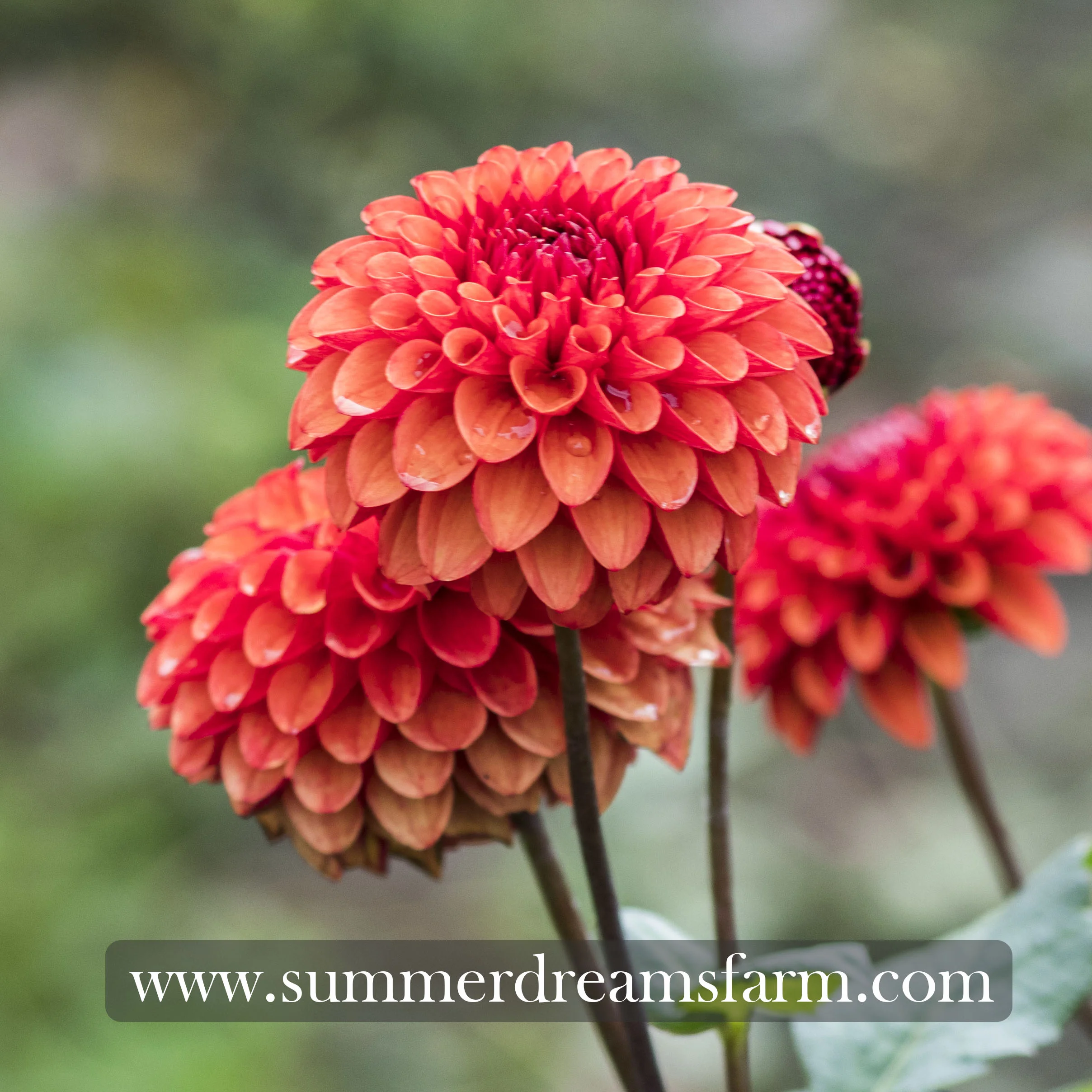 Dahlia - Brown Sugar 2.jpg