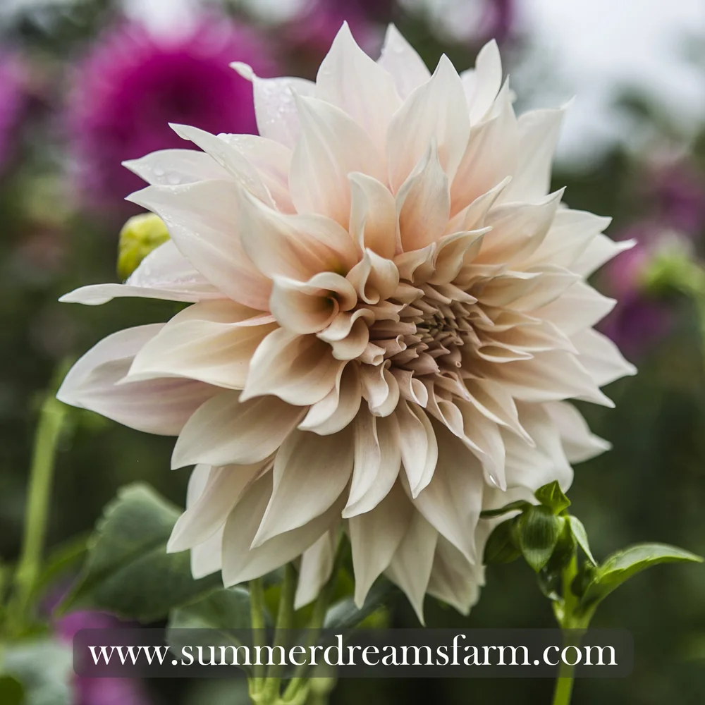 Dahlia Cafe Au Lait Dahlia Summerdreamsfarm