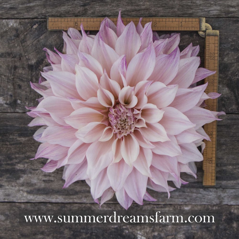 Dahlia Café Au Lait Royal Dahlia Summerdreamsfarm