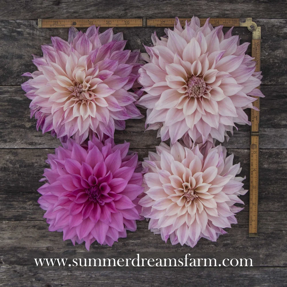 Dahlia Cafe Au Lait Royal Dahlia Summerdreamsfarm