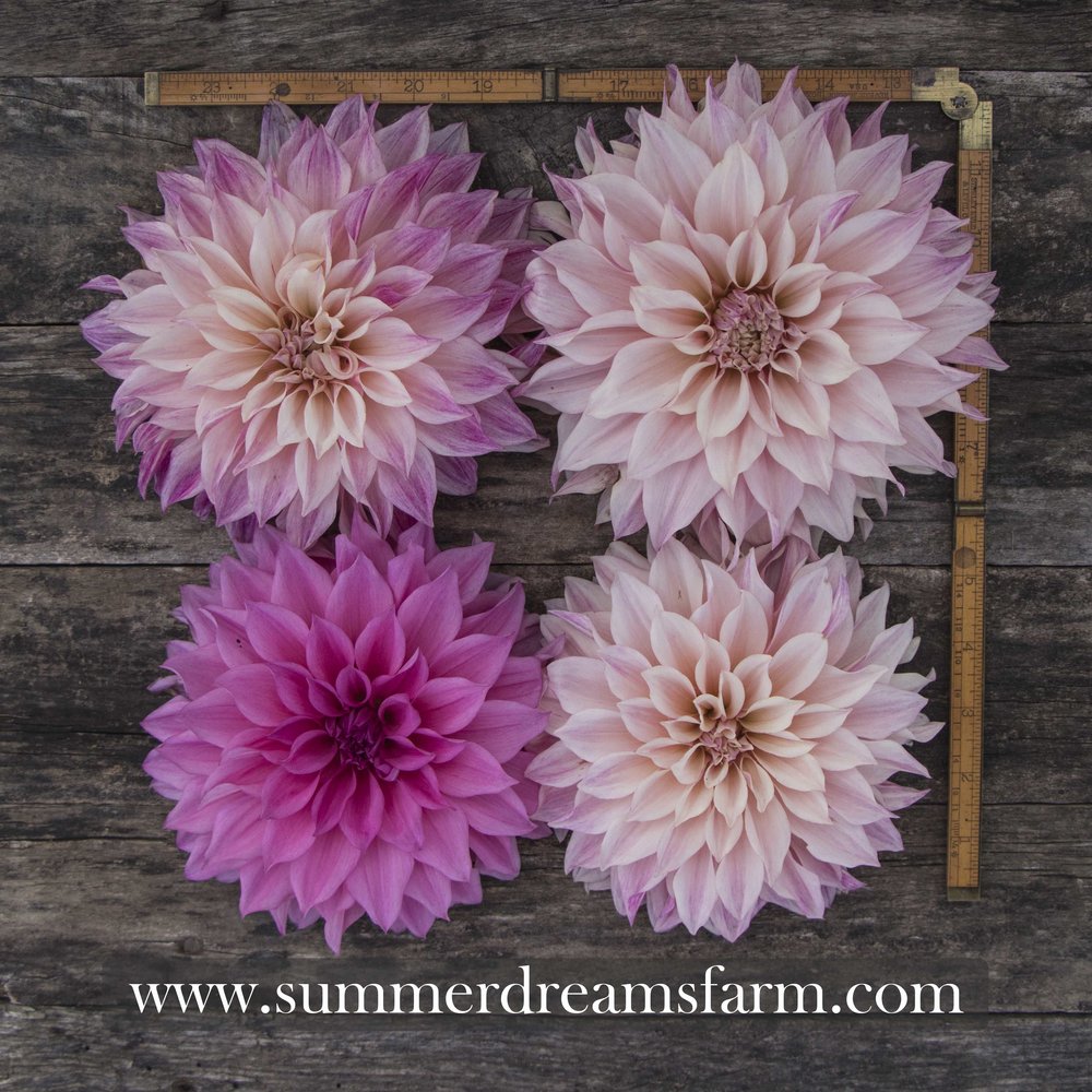 Dahlia Café Au Lait Royal Dahlia Summerdreamsfarm