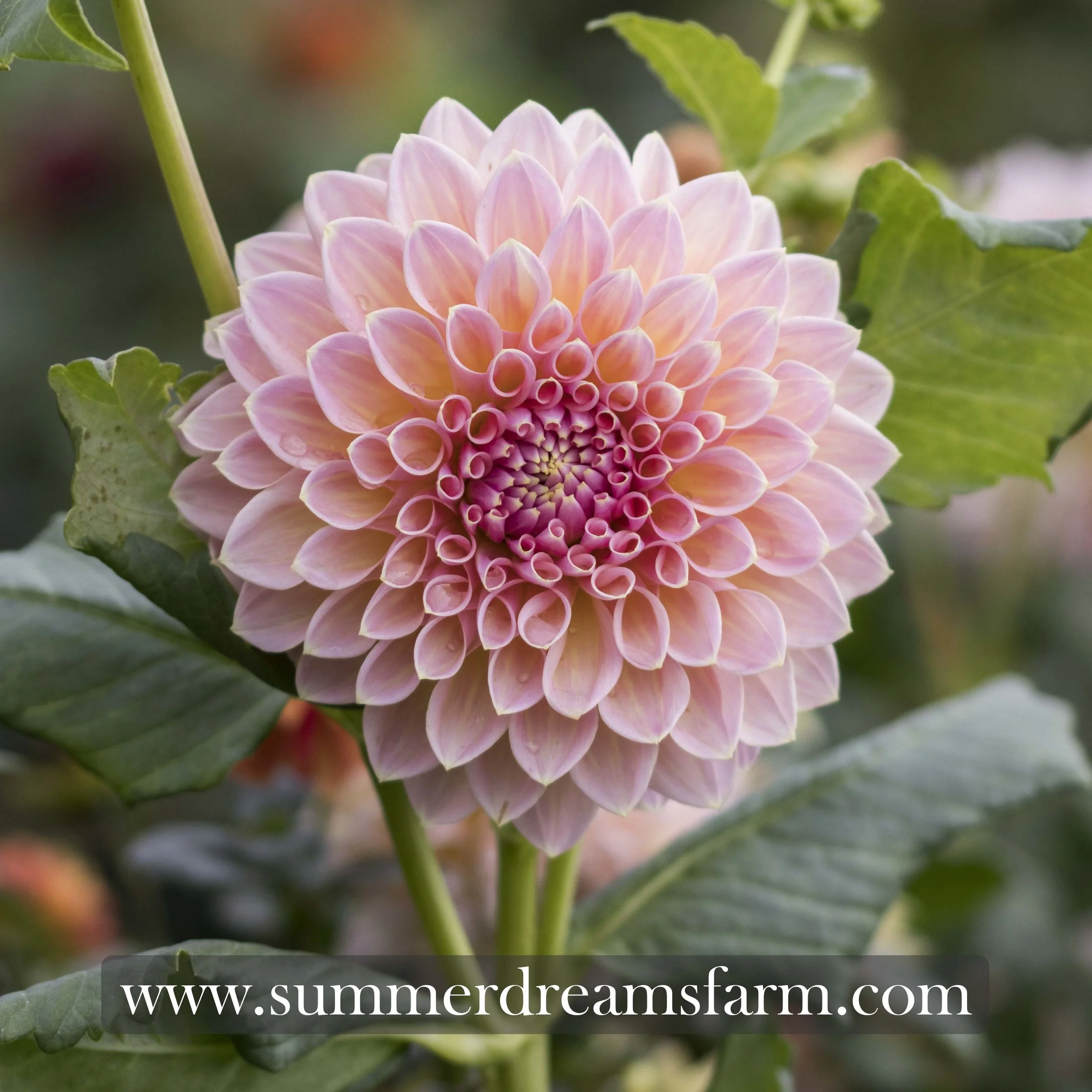 Dahlia - Castle Drive 3.jpg