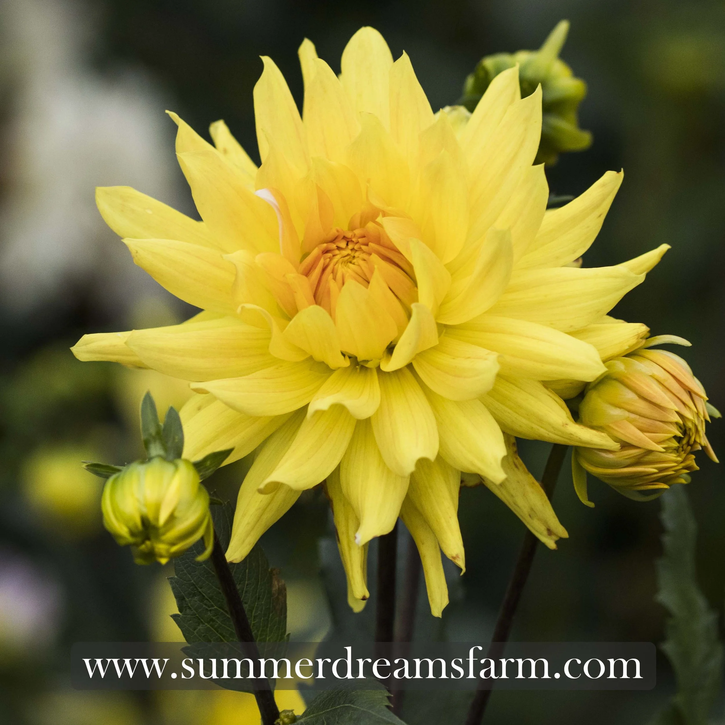 Dahlia - Floyds 3.jpg