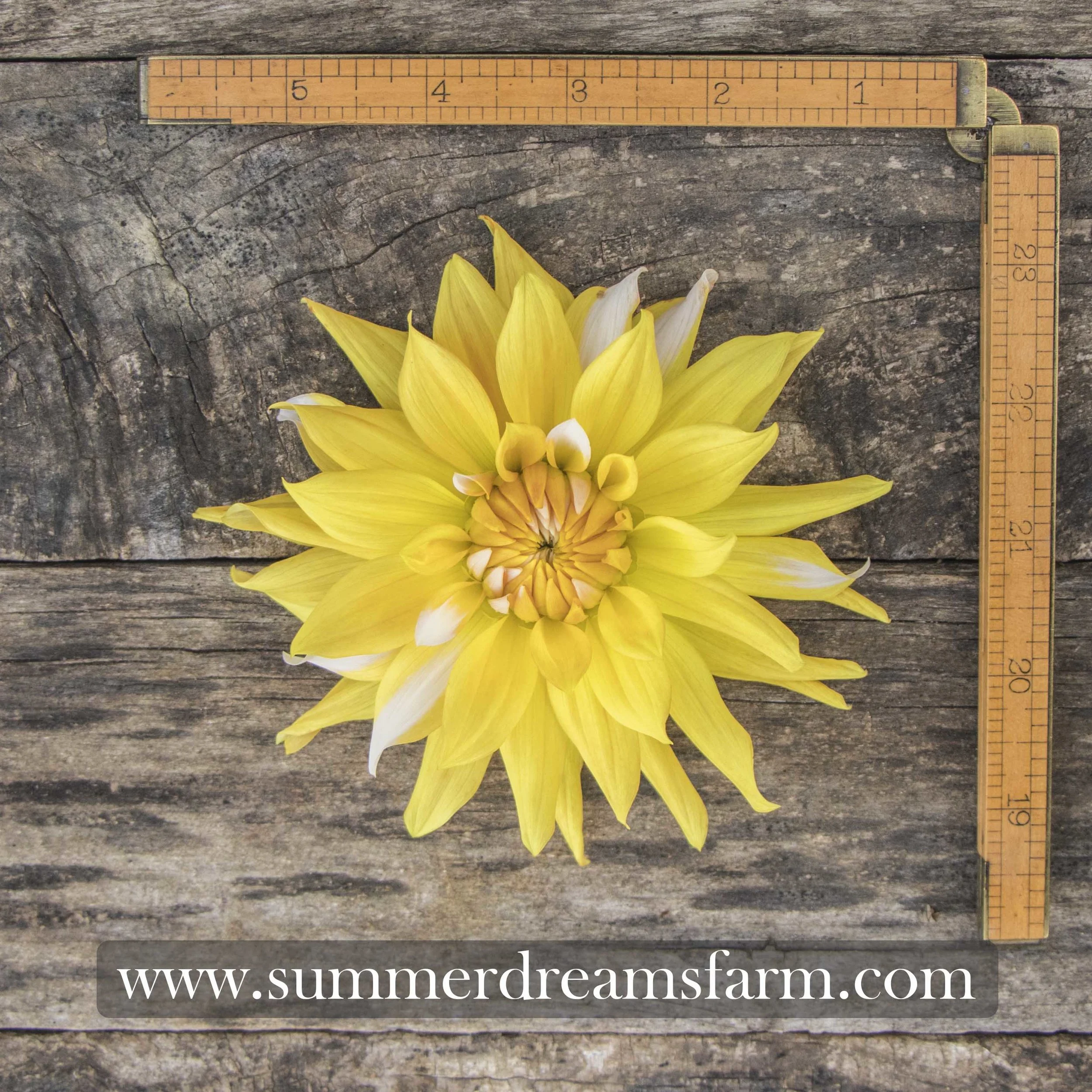 Dahlia - Floyds.jpg