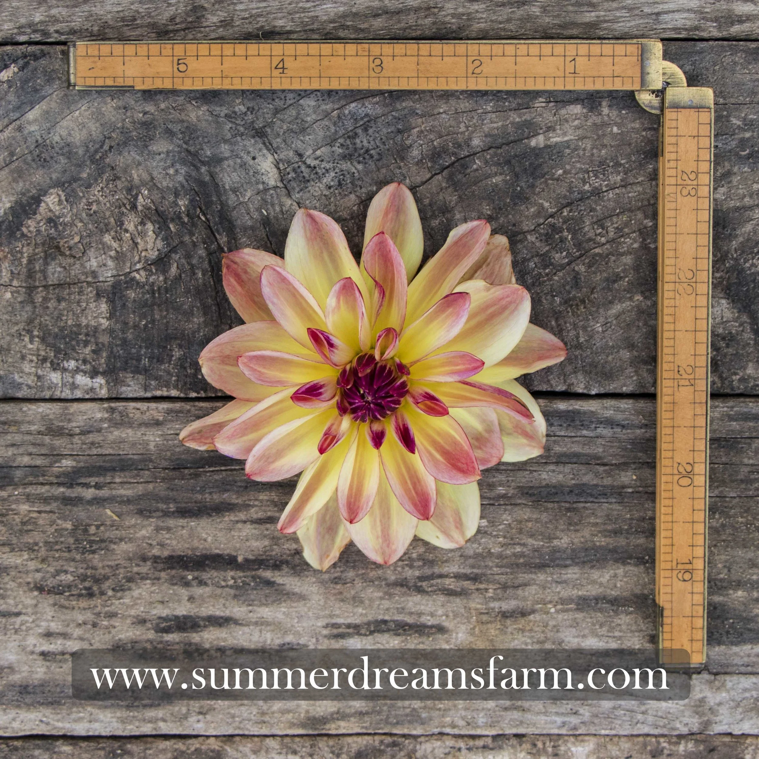 Dahlia - Happy Butterfly.jpg