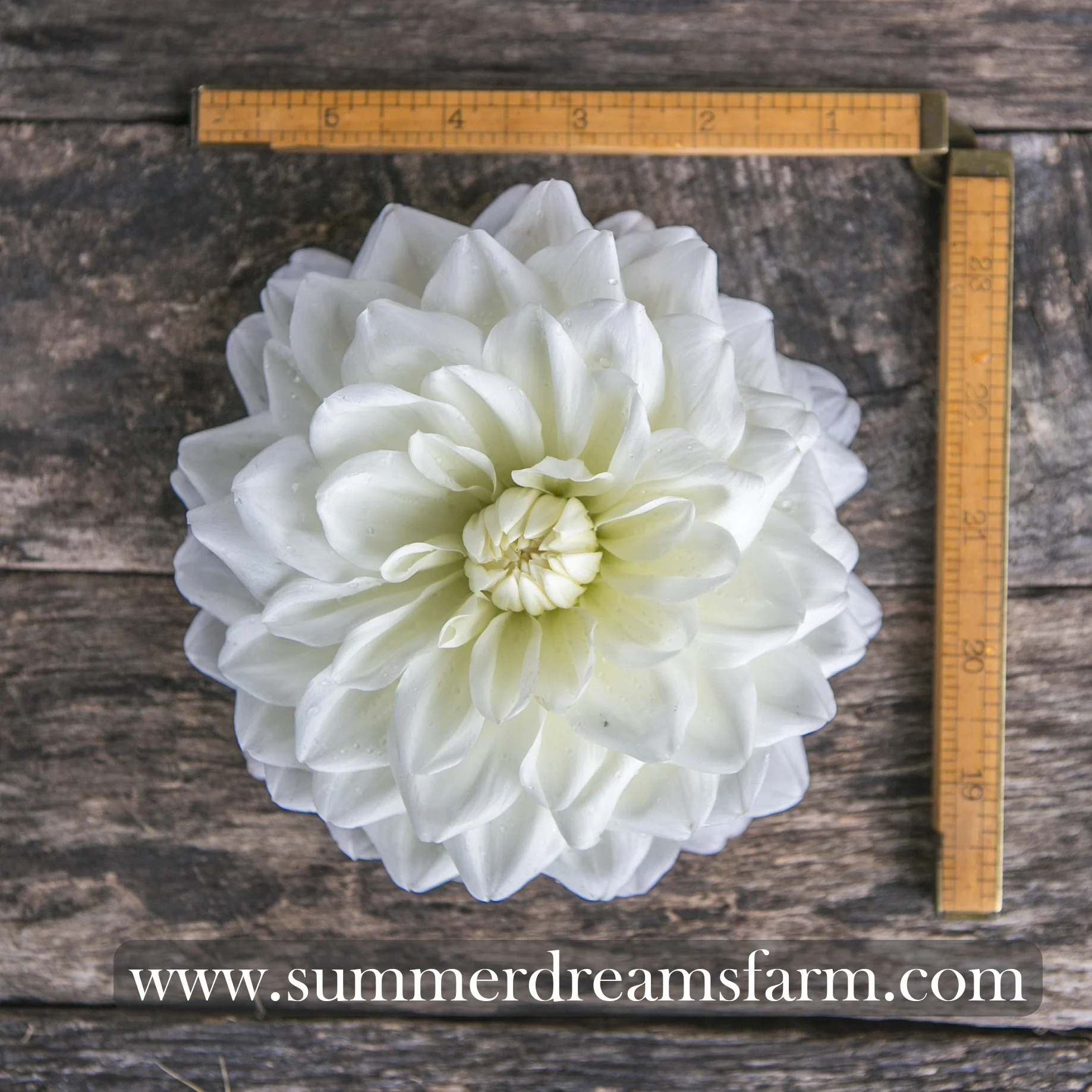 Dahlia - Lady Nathalie