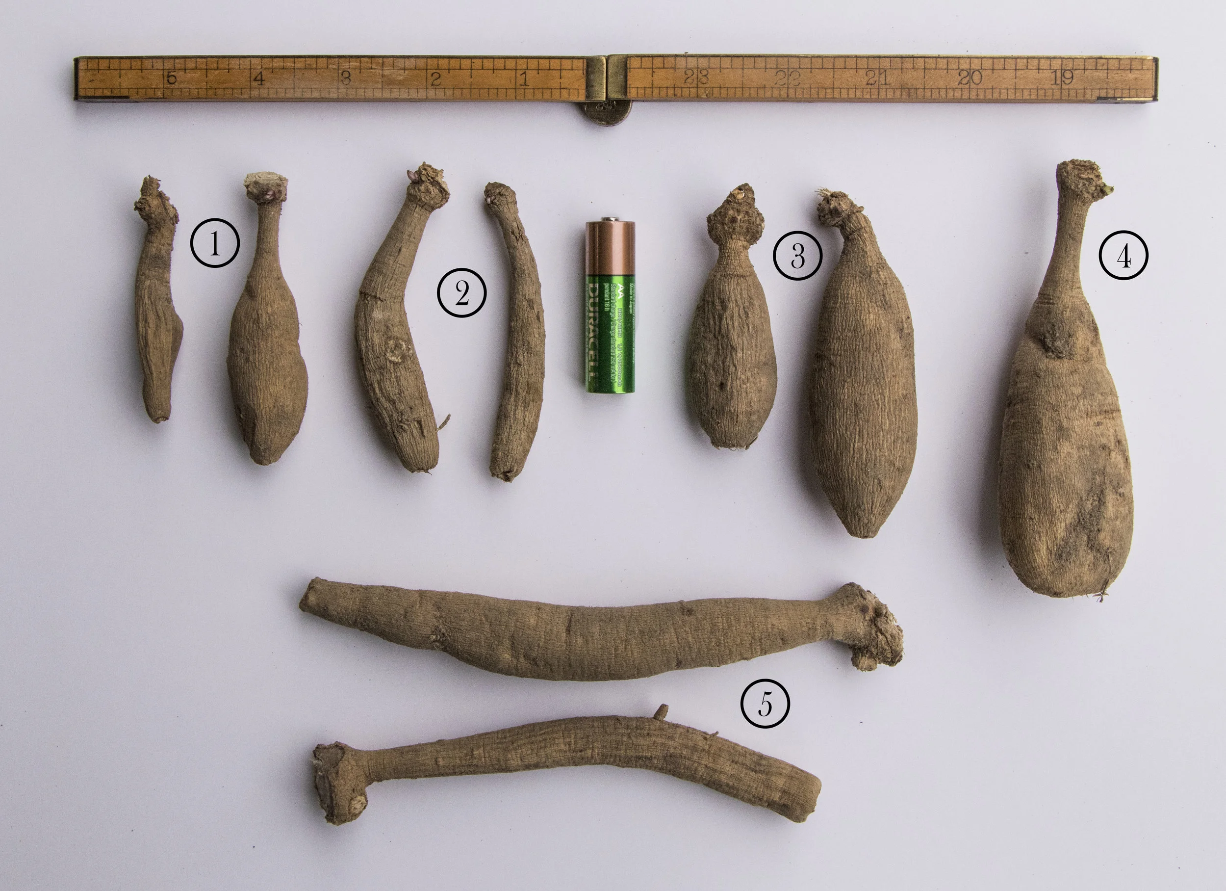 Representative examples of the variety of shapes and sizes dahlia tubers come in. AA battery for size reference. 1. Peaches n’ Cream 2. Blyton Softer Gleam 3. Bonanza 4. Cafe au Lait 5. Hamari Gold