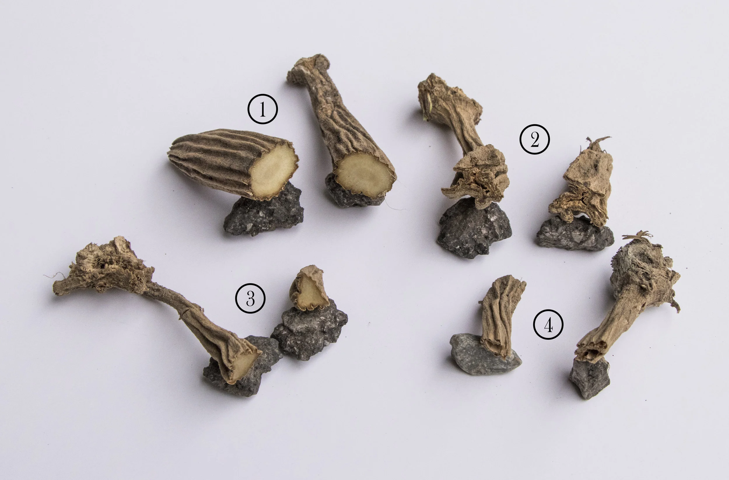 Dahlia Tuber and Splitting Guide — Dahlia SummerDreamsFarm