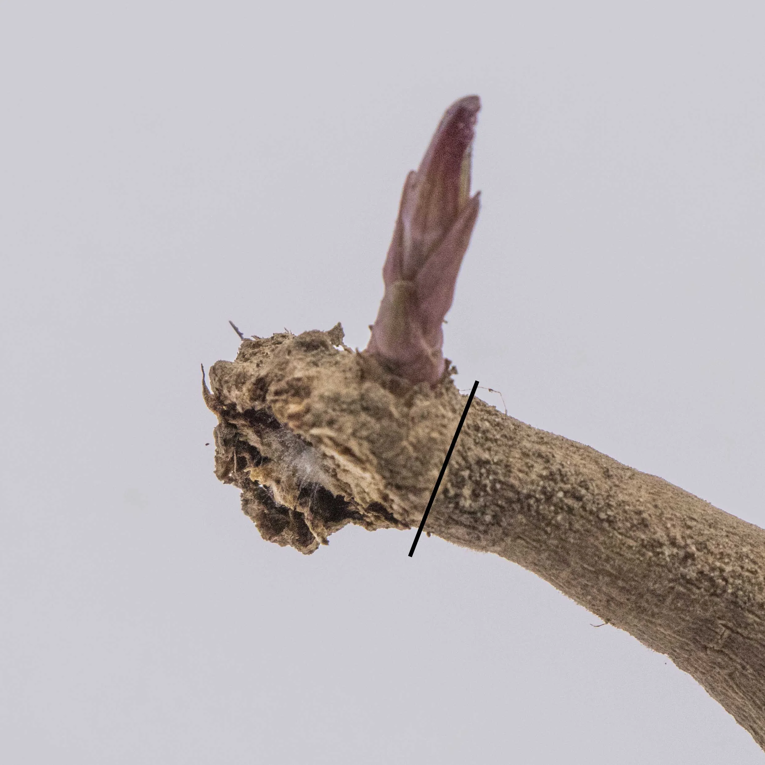 A dahlia eye growing 1/16” away from the neck of the tuber. The line represents the boundary between the crown and neck. You do not need very much crown attached for eyes to form.