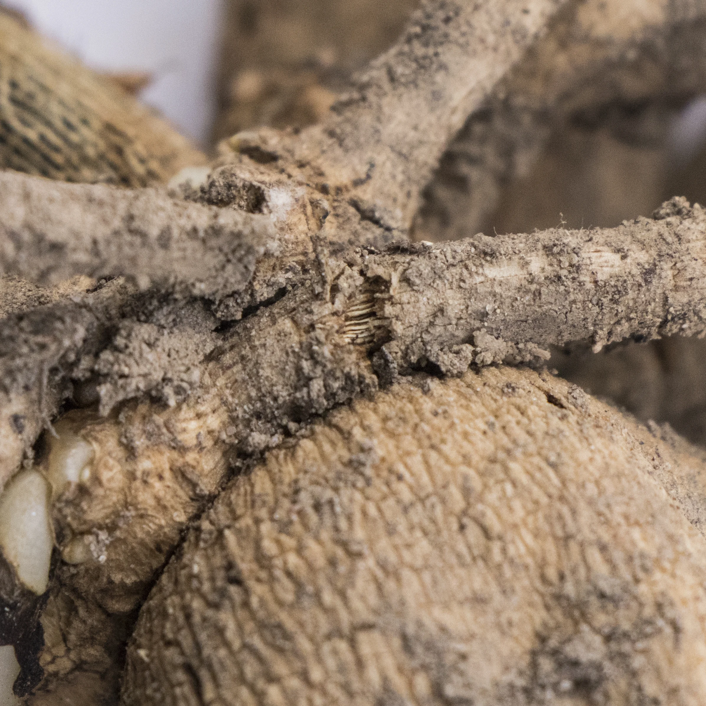 When you can see those 'strings’ inside the neck of the tuber, it is broken and the tuber should be removed.