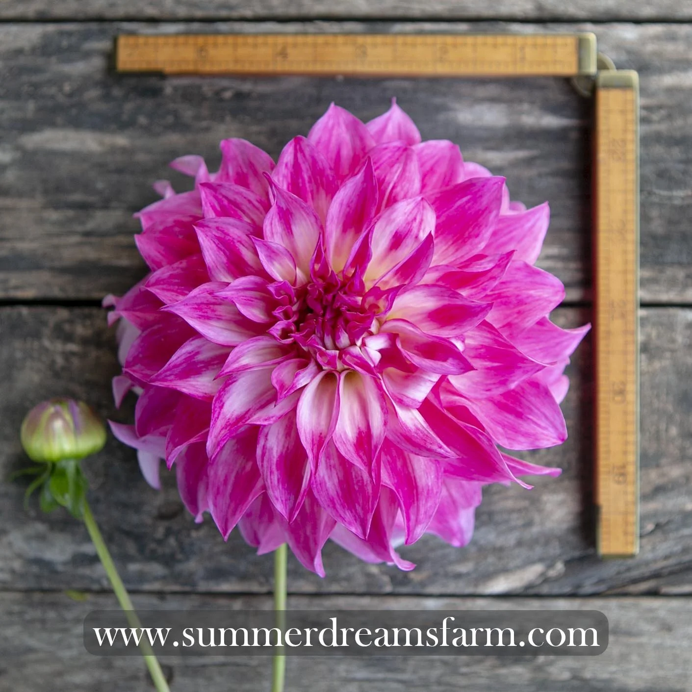 Dahlia - Colorado Classic 5.jpg