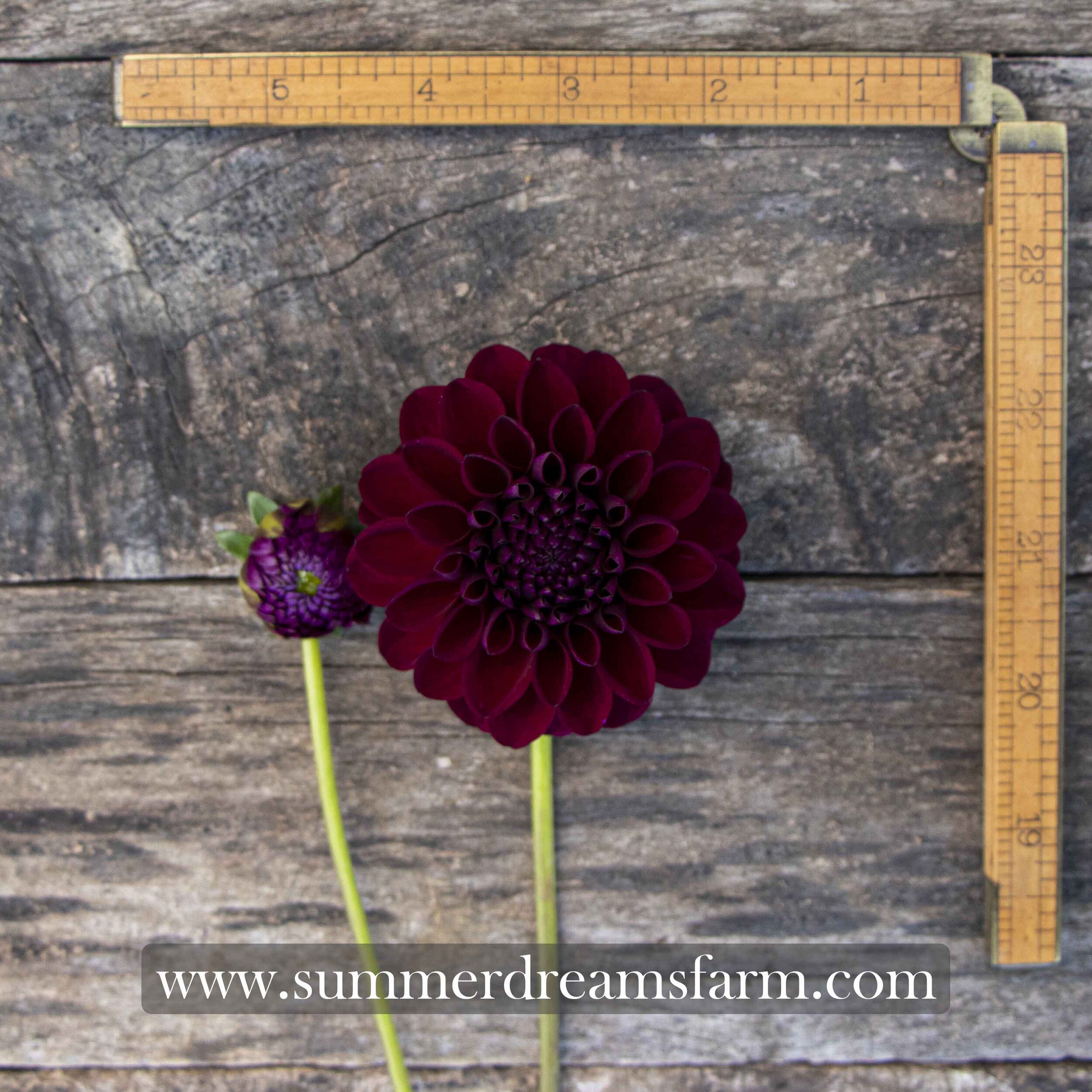 Dahlia - Gipsy Night