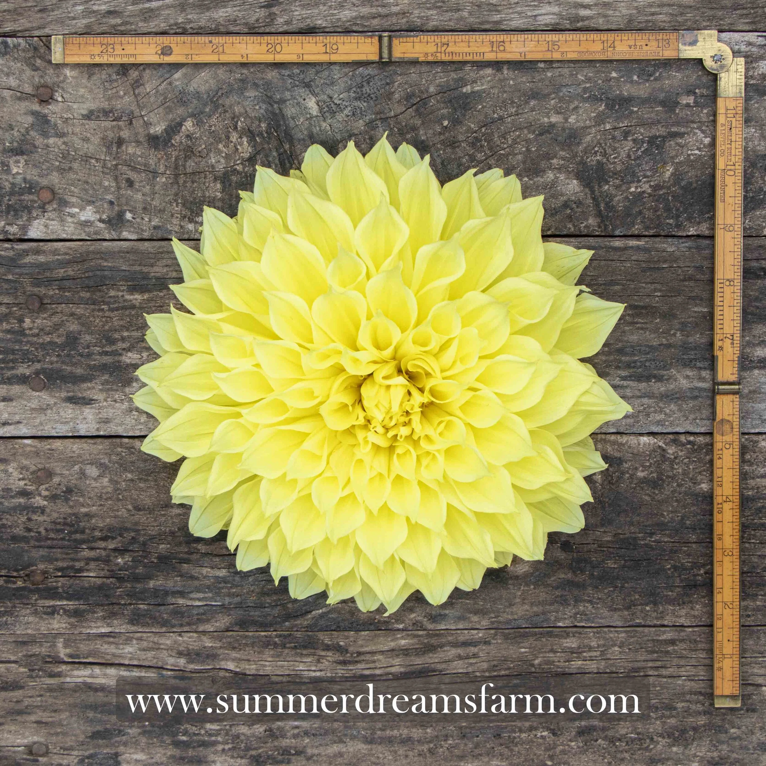 Dahlia - Kelvin Floodlight