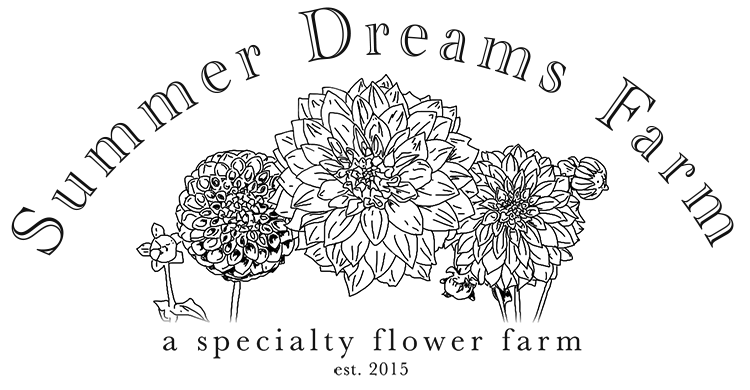 Dahlia | SummerDreamsFarm