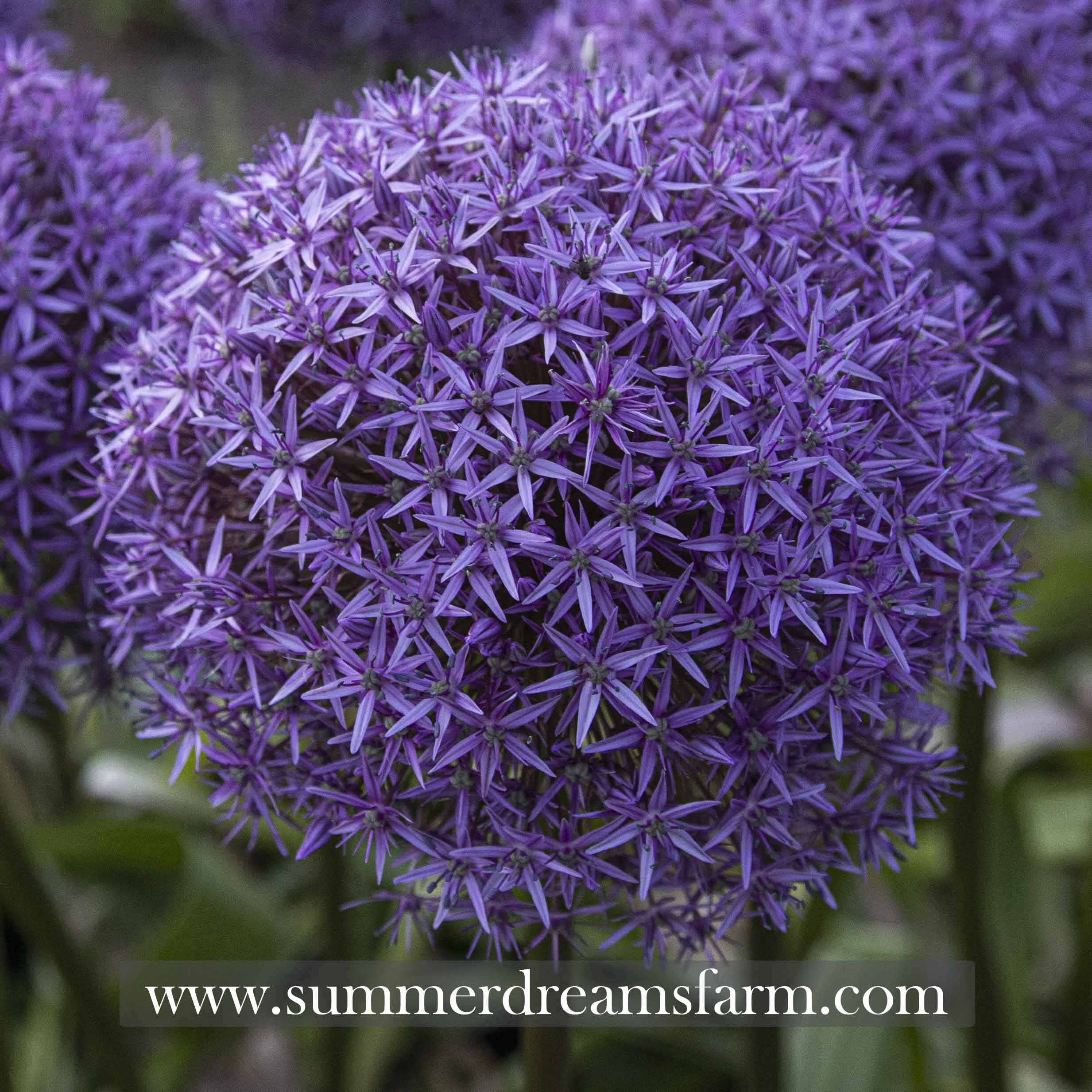 Allium - Globemaster
