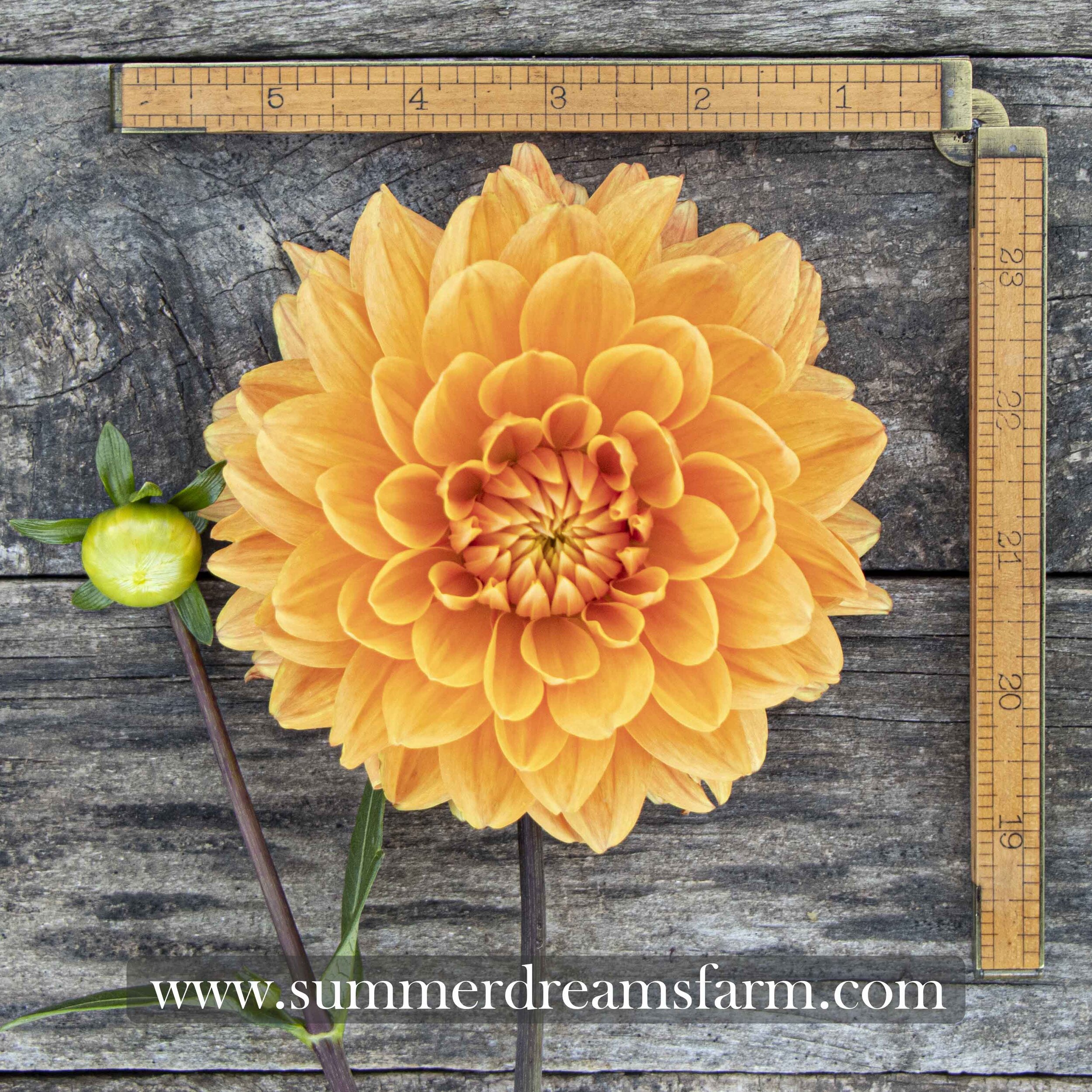 Dahlia - Renate Tozio