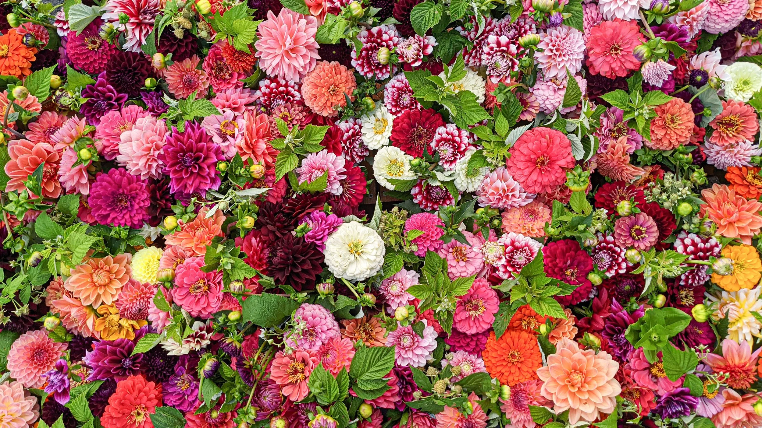 Summer Dreams Farm Retail Flowers.jpg