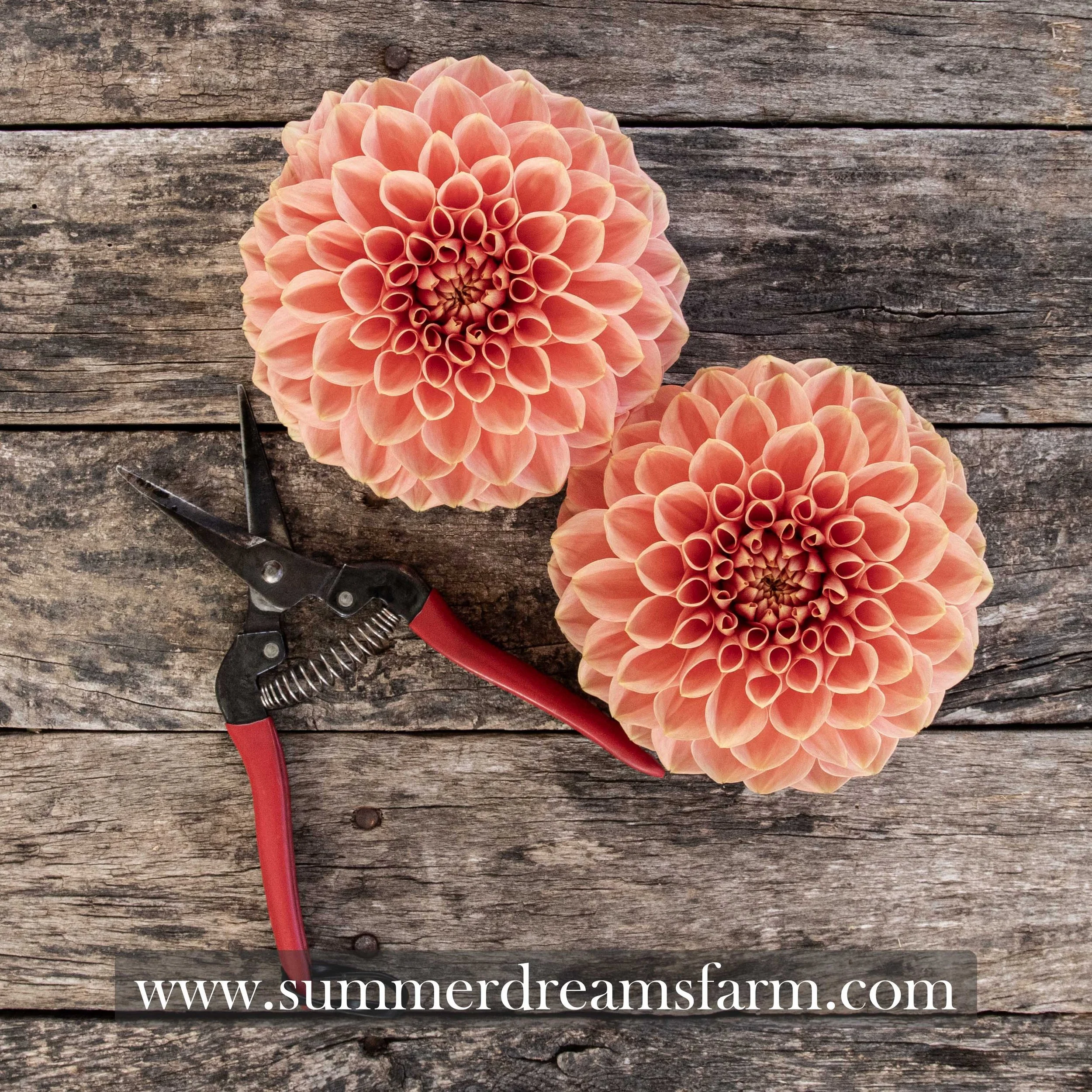 Dahlia - Romance 2.jpg