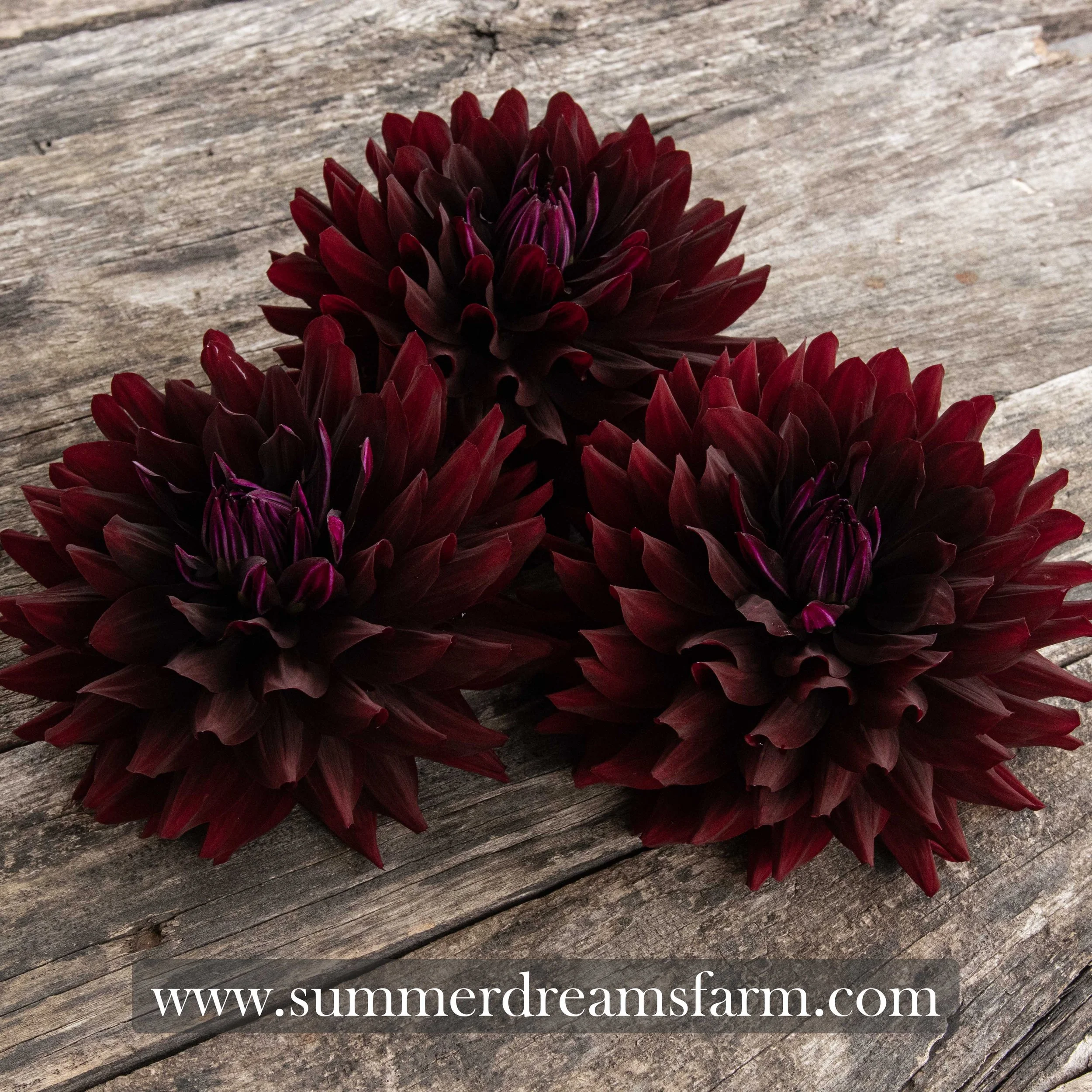 Dahlia - Hollyhill Black Beauty 3.jpg