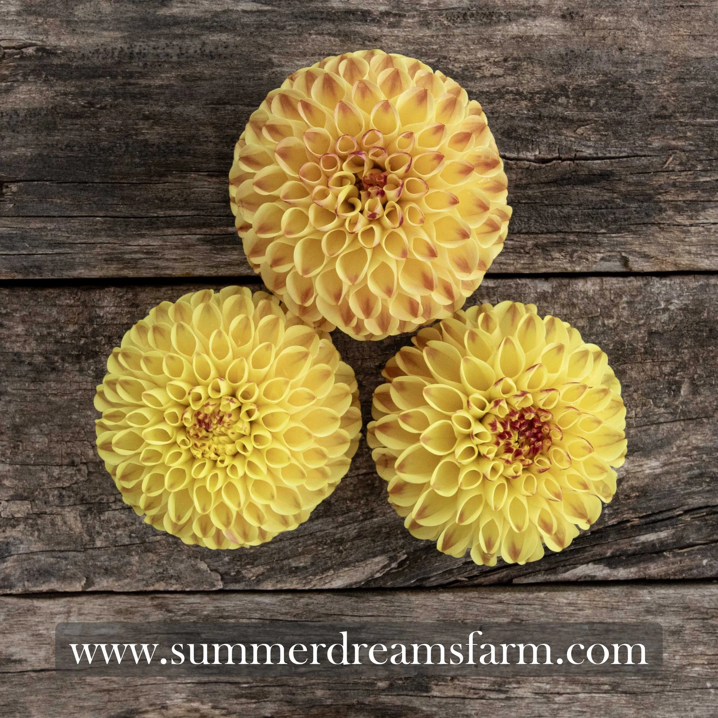 Dahlia - Ferncliff Spice 3.jpg