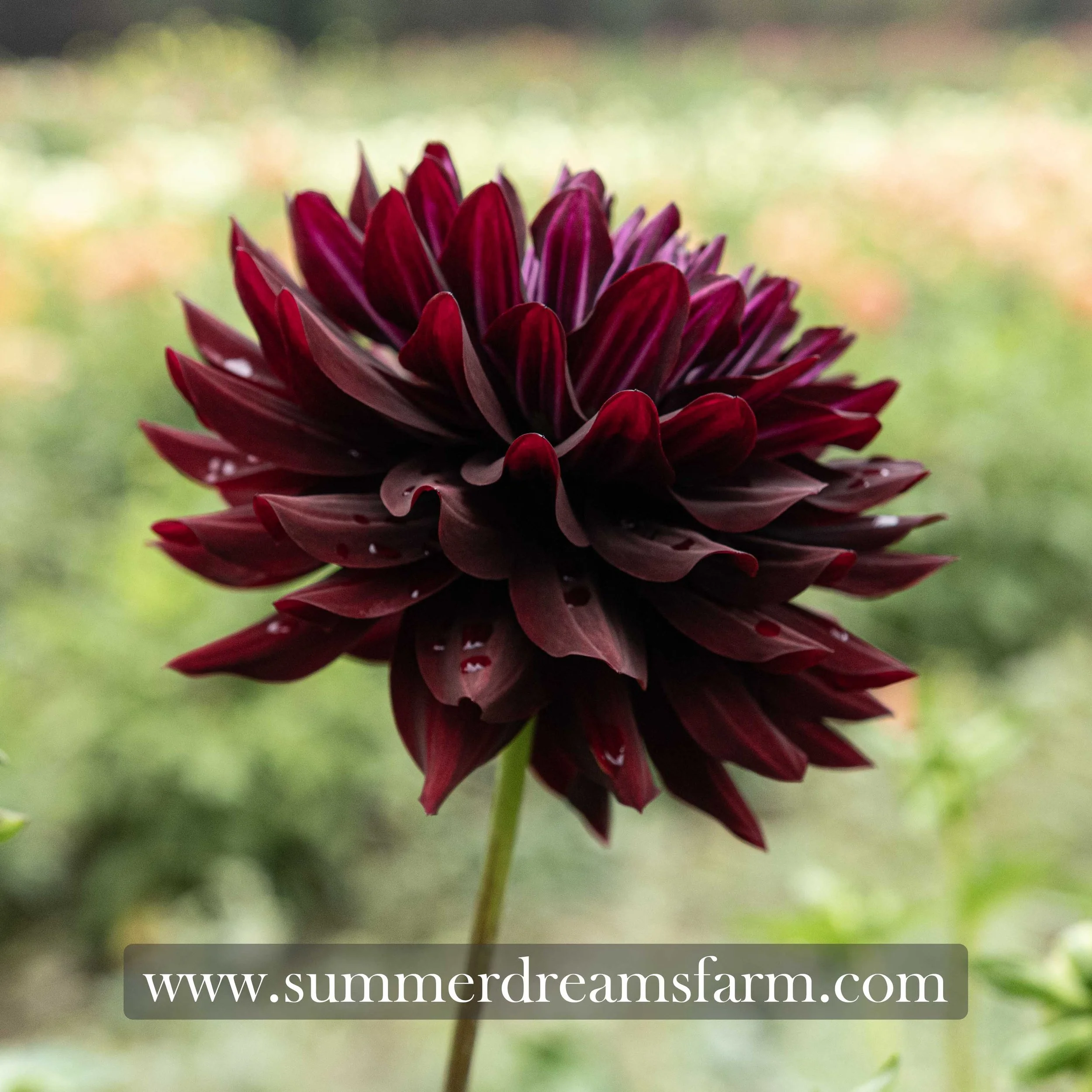 Dahlia - Hollyhill Black Beauty 2.jpg