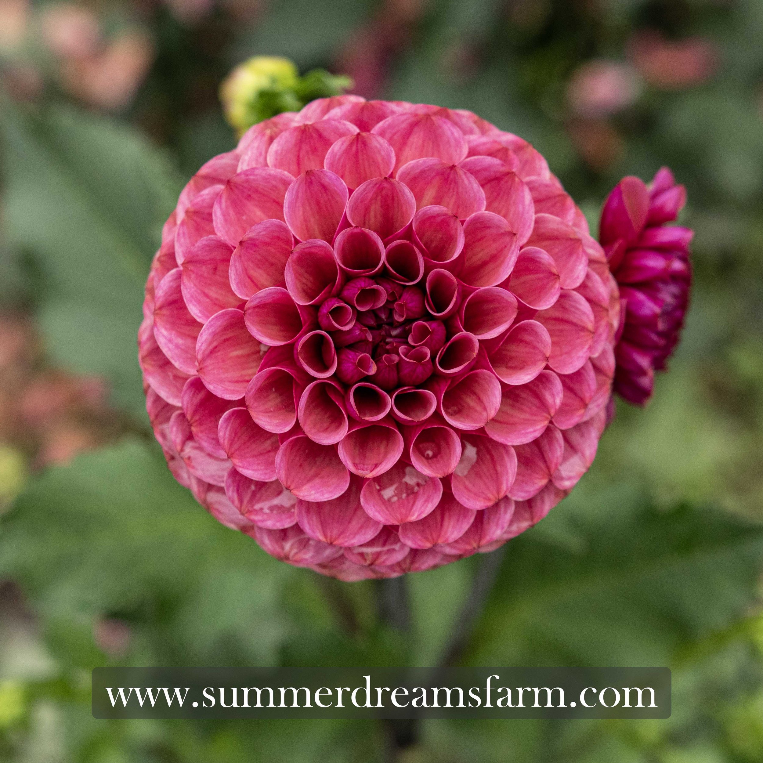 Dahlia - Mission Gypsy 2.jpg