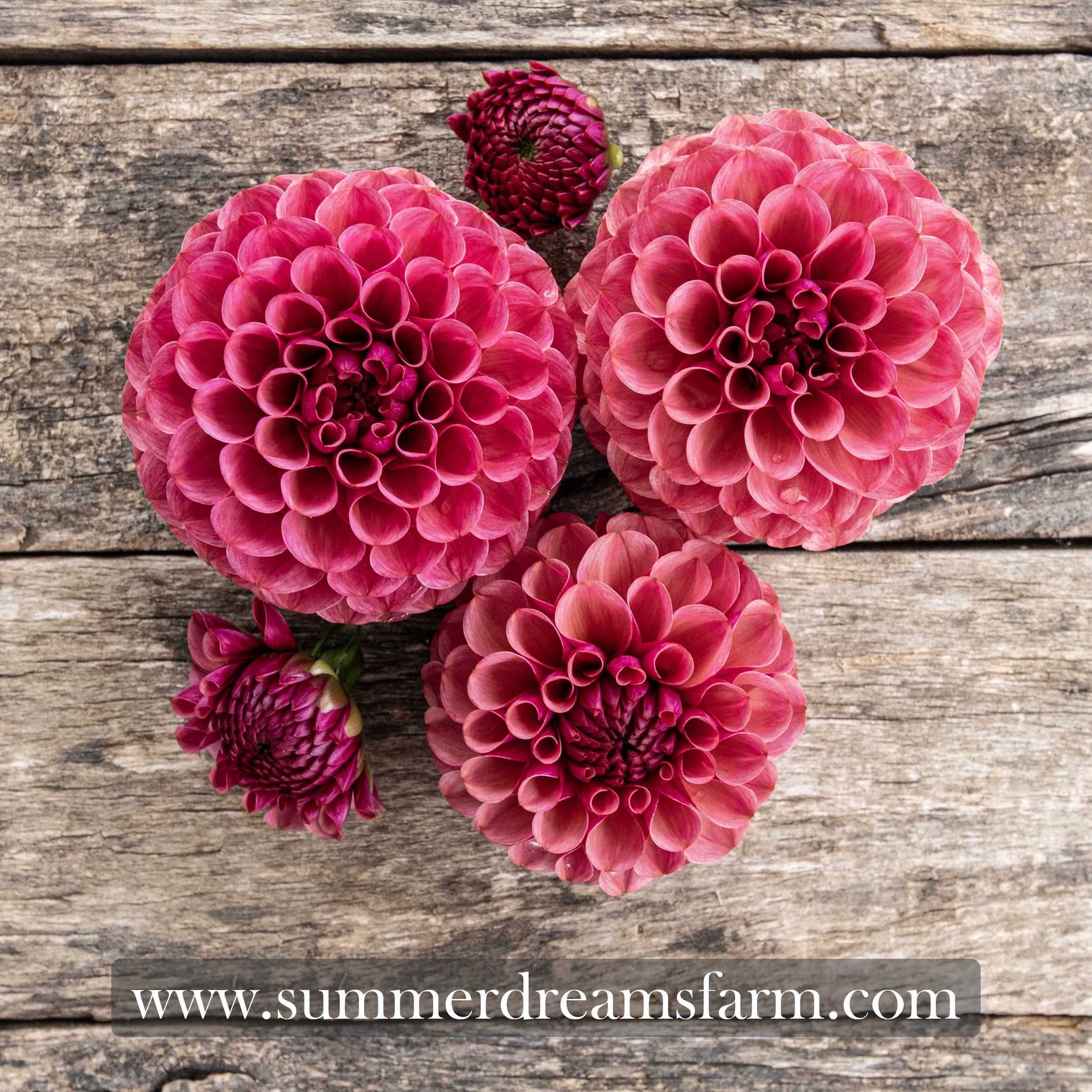 Dahlia - Mission Gypsy 3.jpg