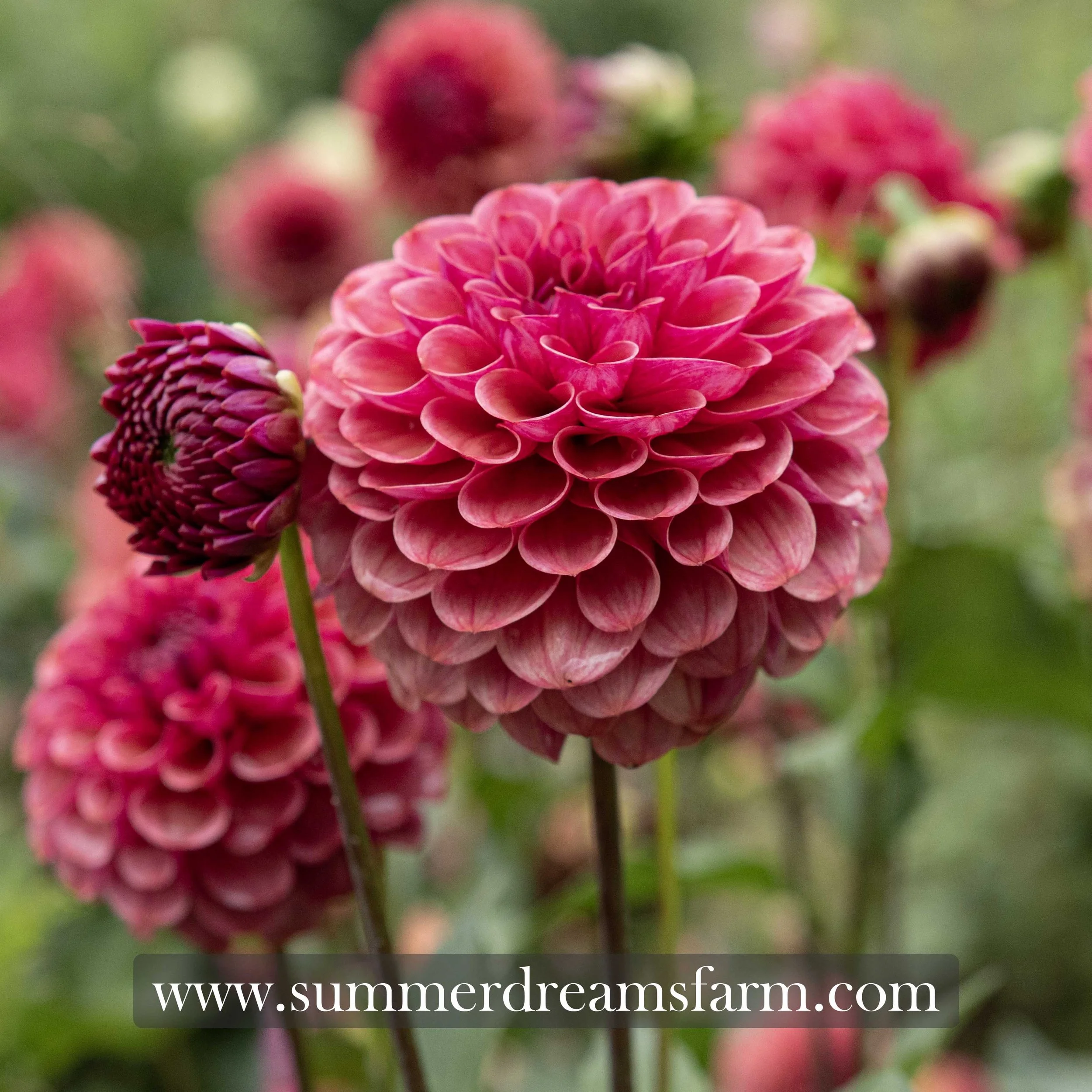 Dahlia - Mission Gypsy 1.jpg