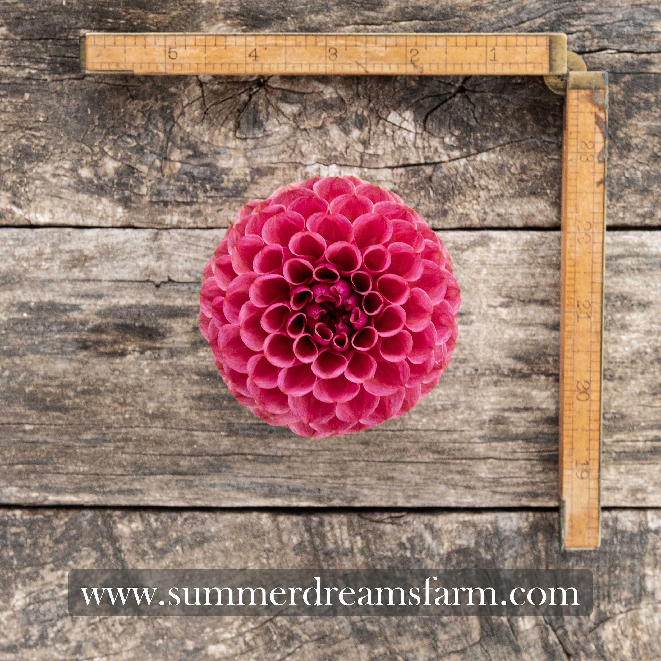 Dahlia - Mission Gypsy.jpg