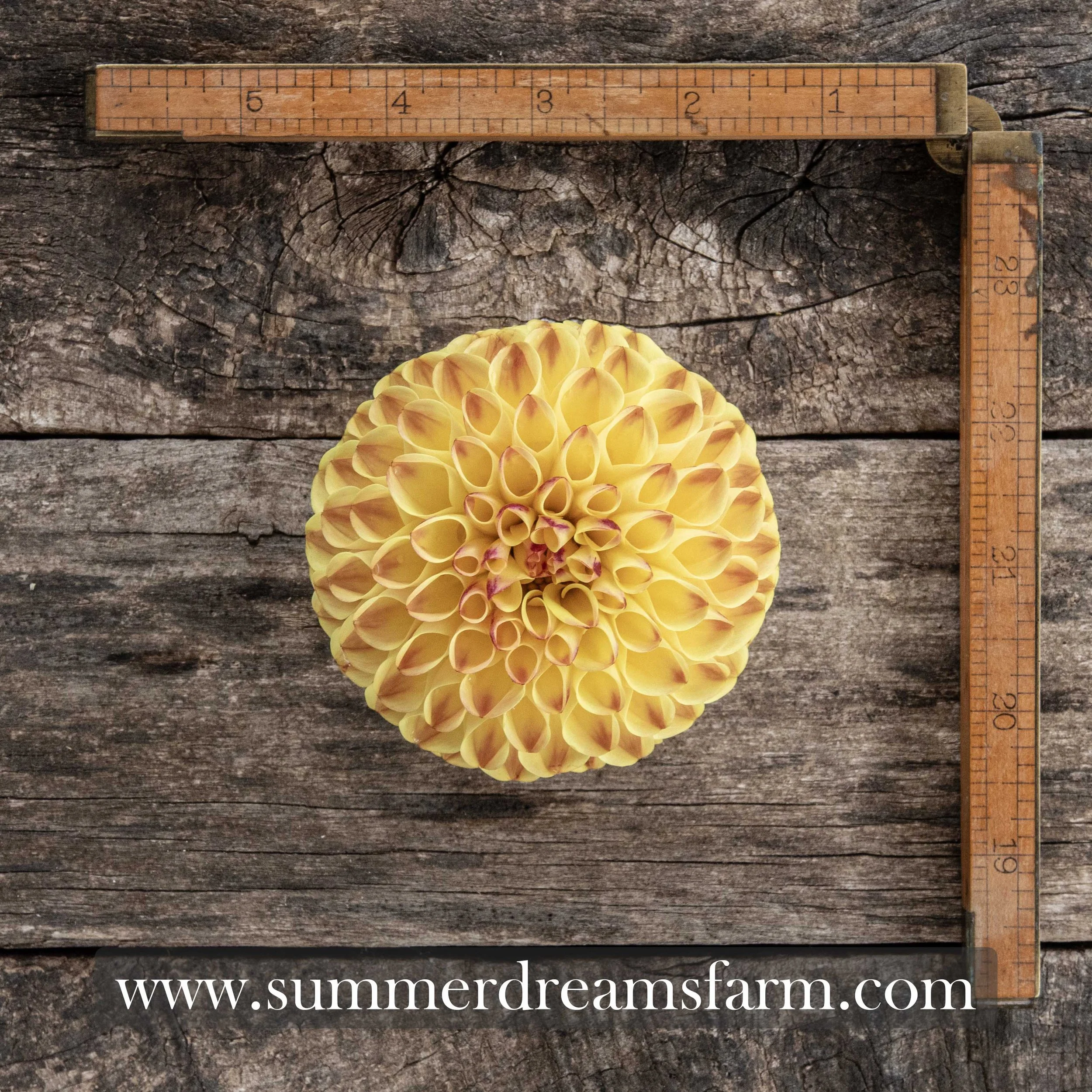 Dahlia - Ferncliff Spice.jpg