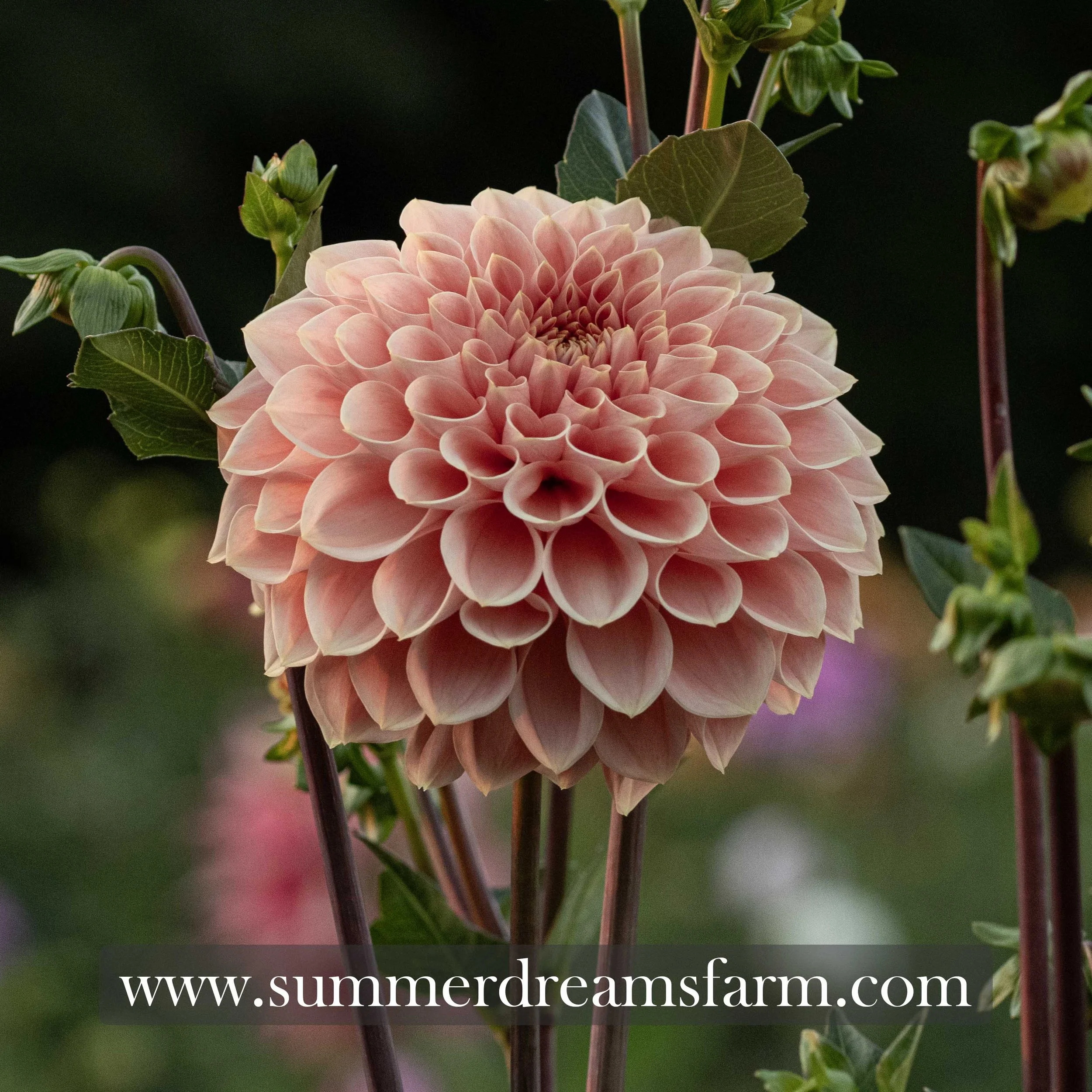 Dahlia - Romance 3.jpg