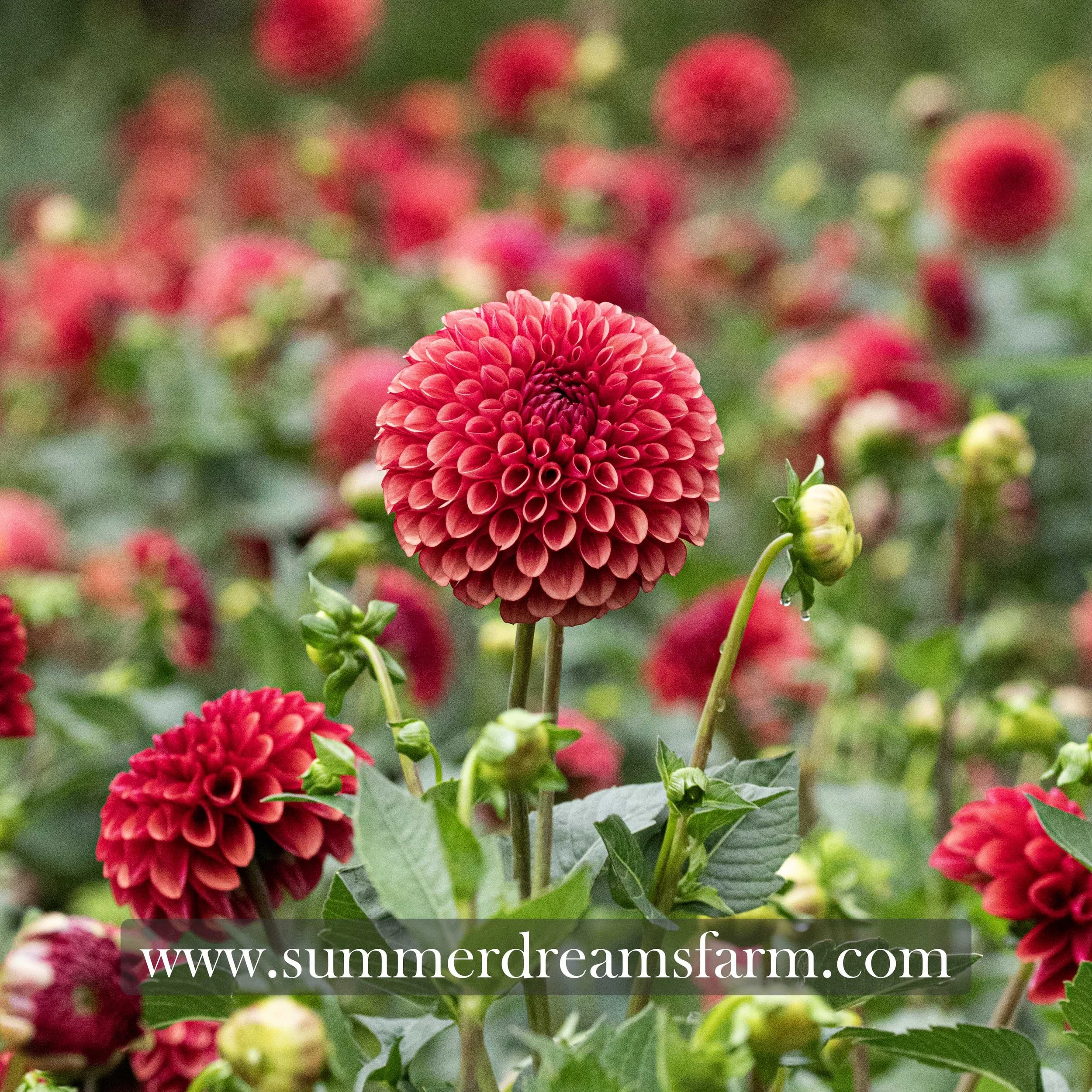 Dahlia - Copper Boy 2.jpg