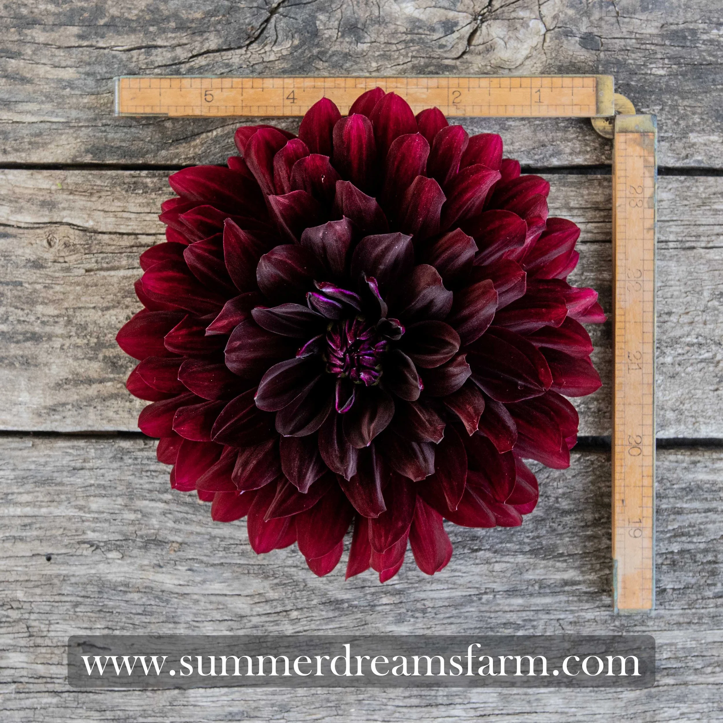 Dahlia - Hollyhill Black Beauty.jpg