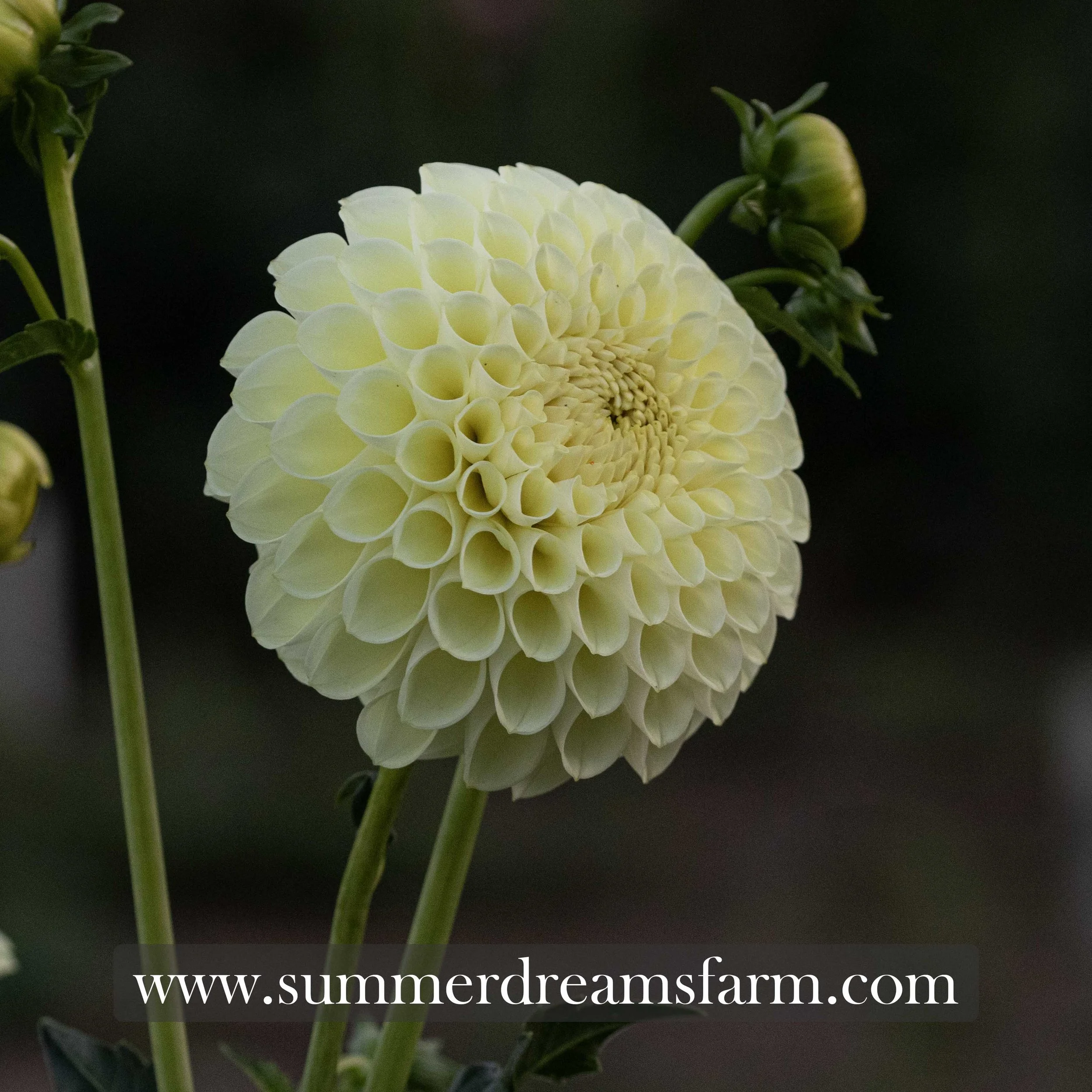 Dahlia - MM Buttercream 2.jpg