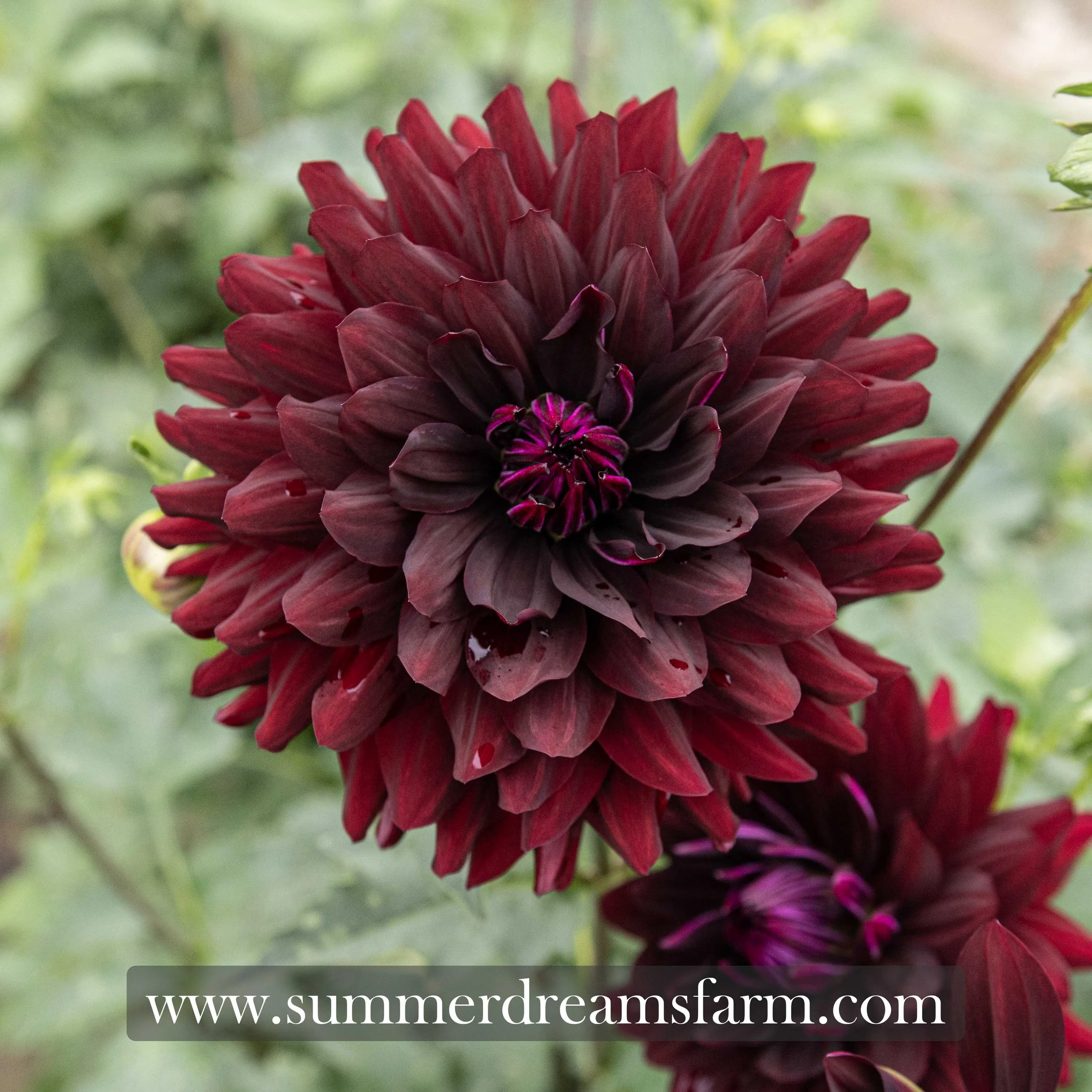 Dahlia - Hollyhill Black Beauty 1.jpg